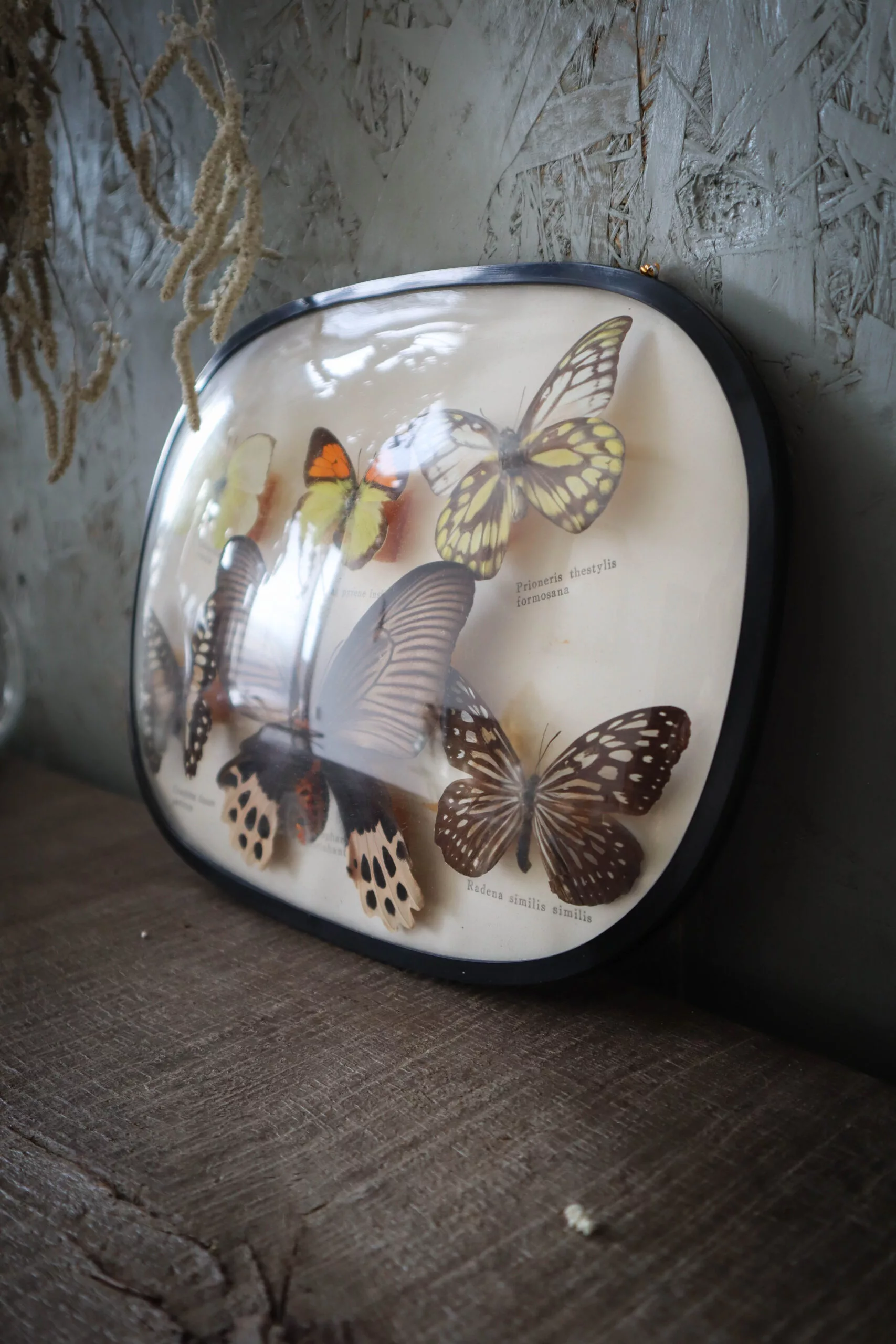 Cadre bombé avec Papillons naturalisé – Image 2