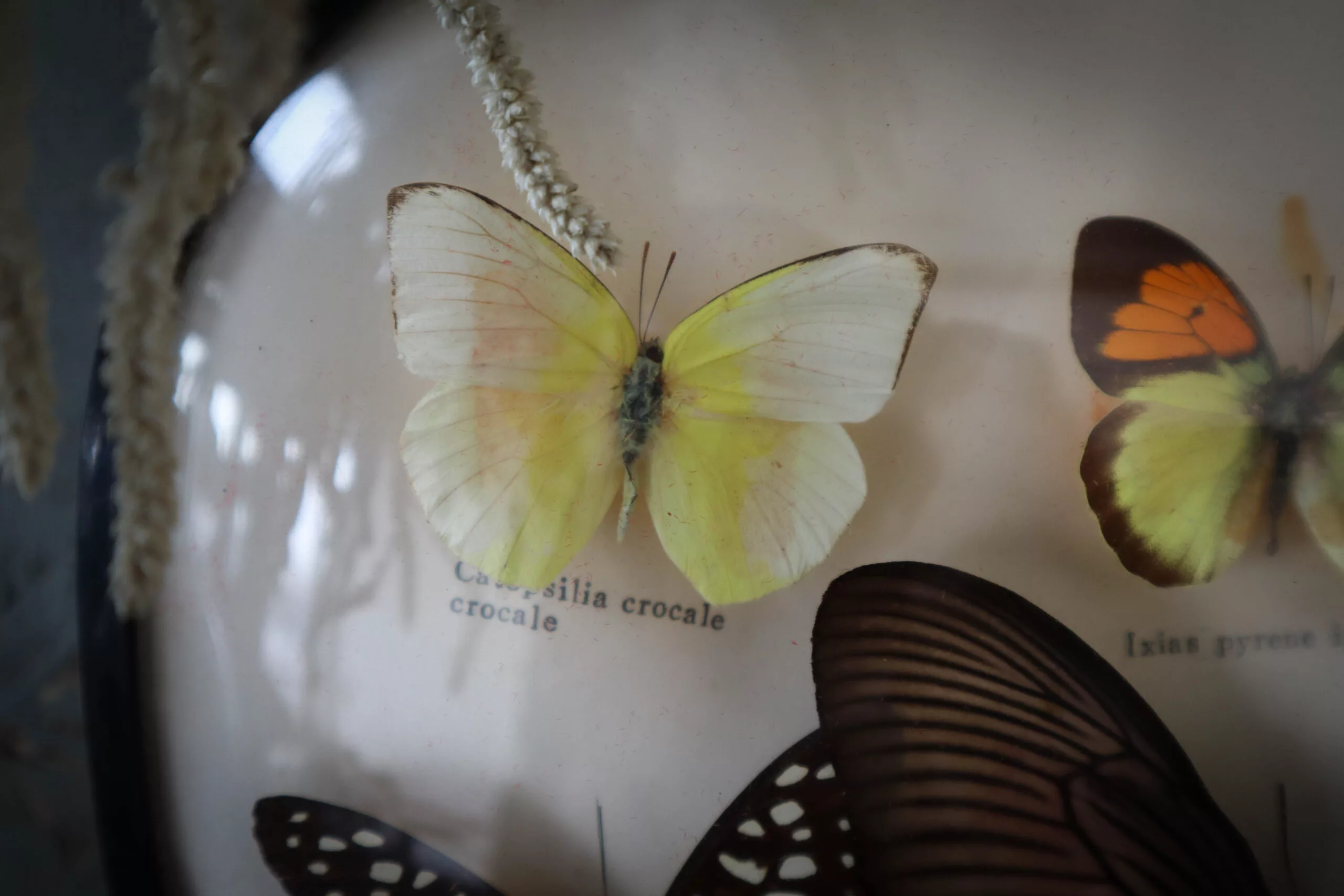 Cadre bombé avec Papillons naturalisé – Image 4