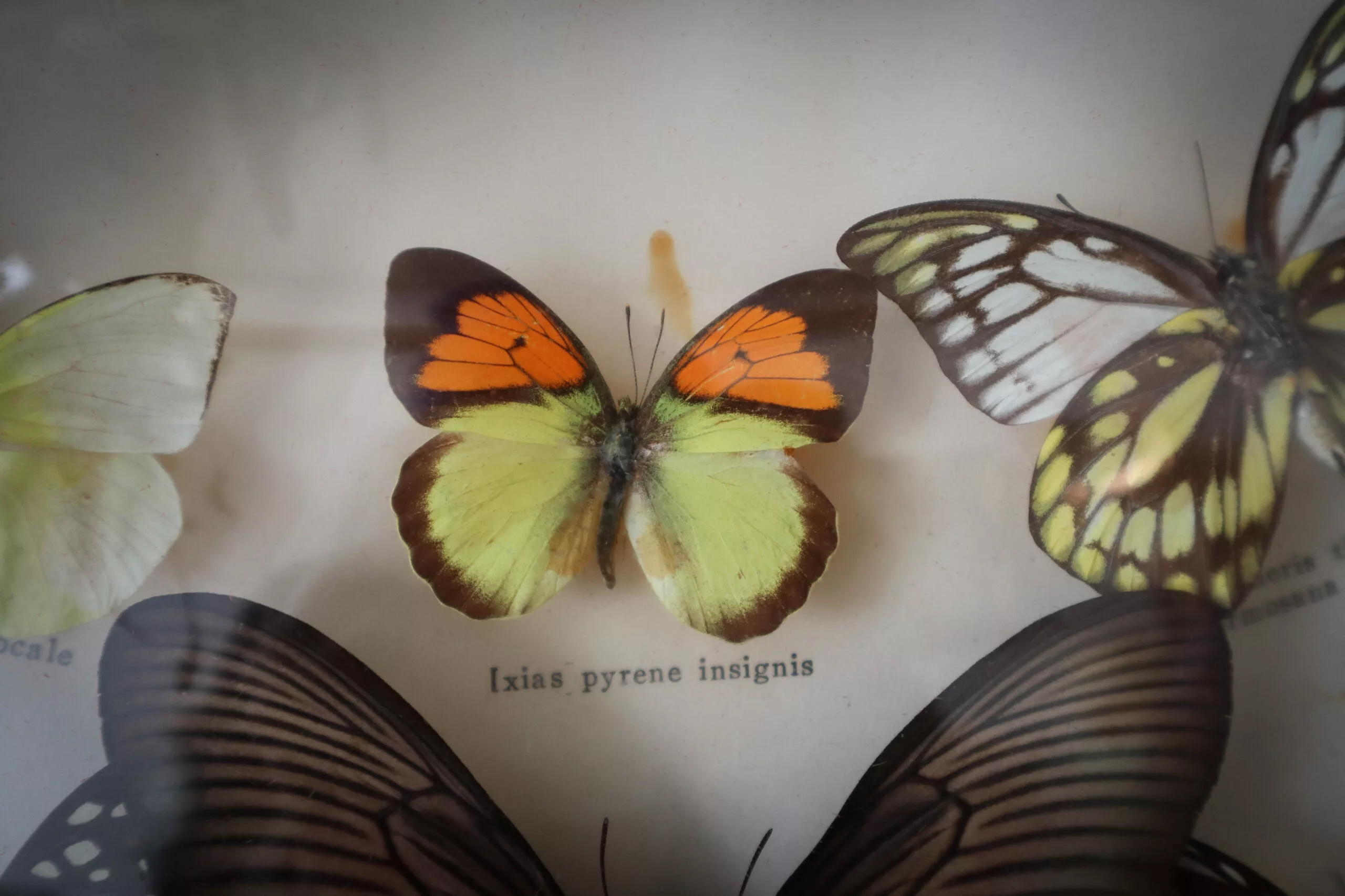 Cadre bombé avec Papillons naturalisé – Image 5