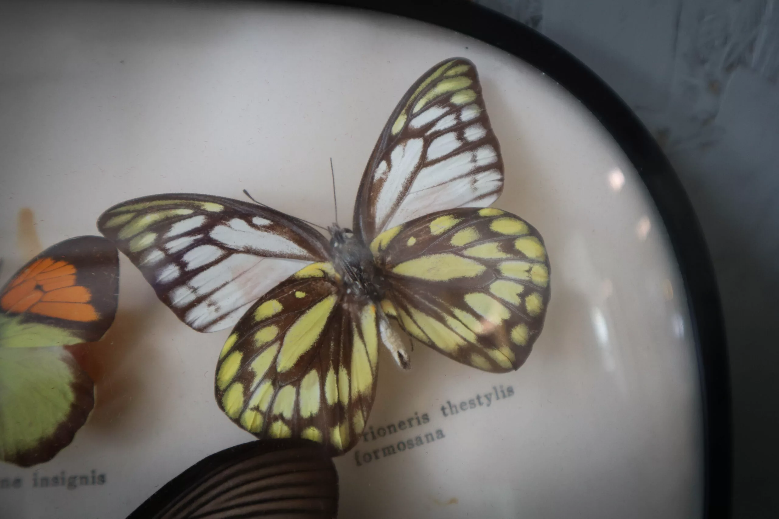 Cadre bombé avec Papillons naturalisé – Image 9