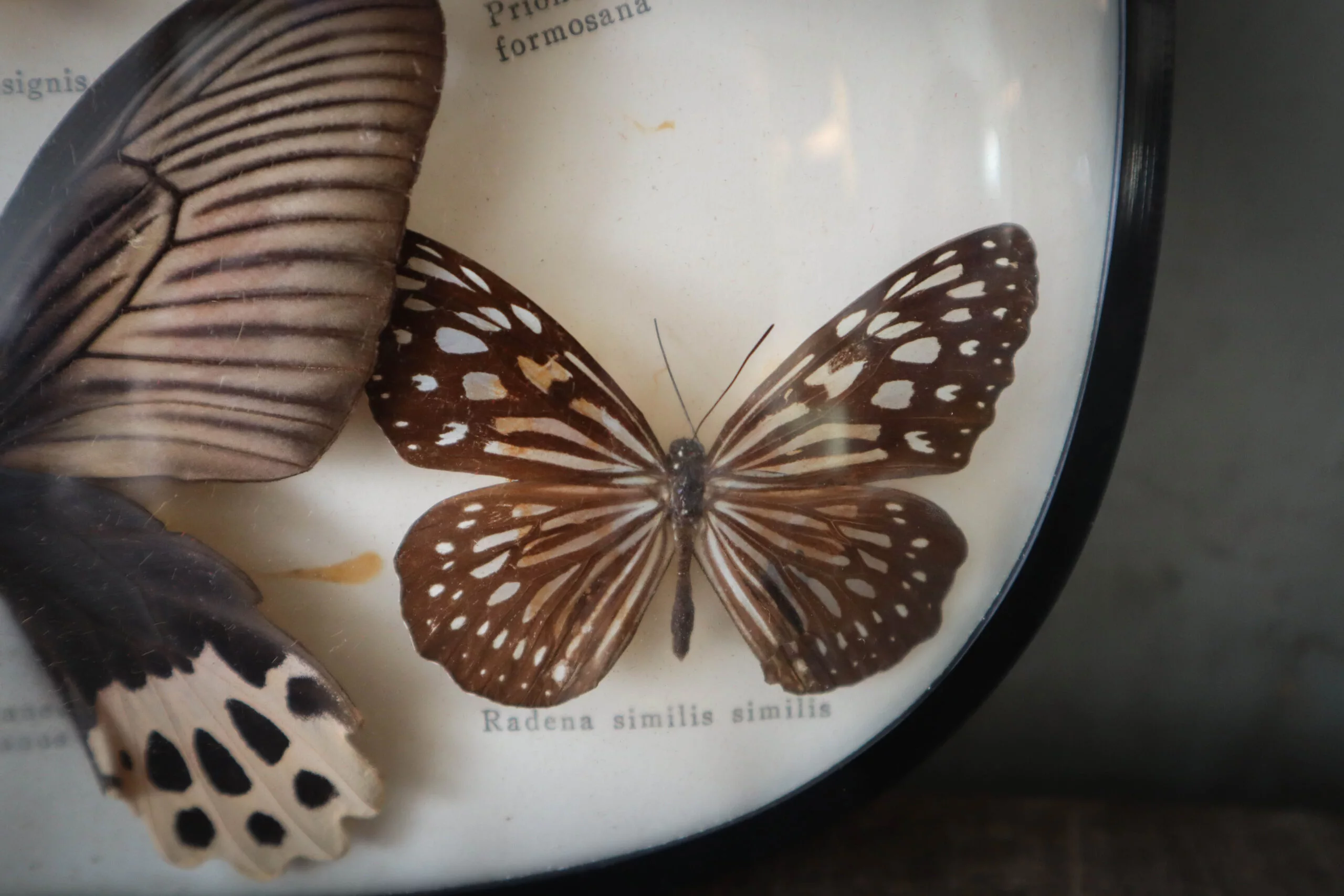 Cadre bombé avec Papillons naturalisé – Image 10