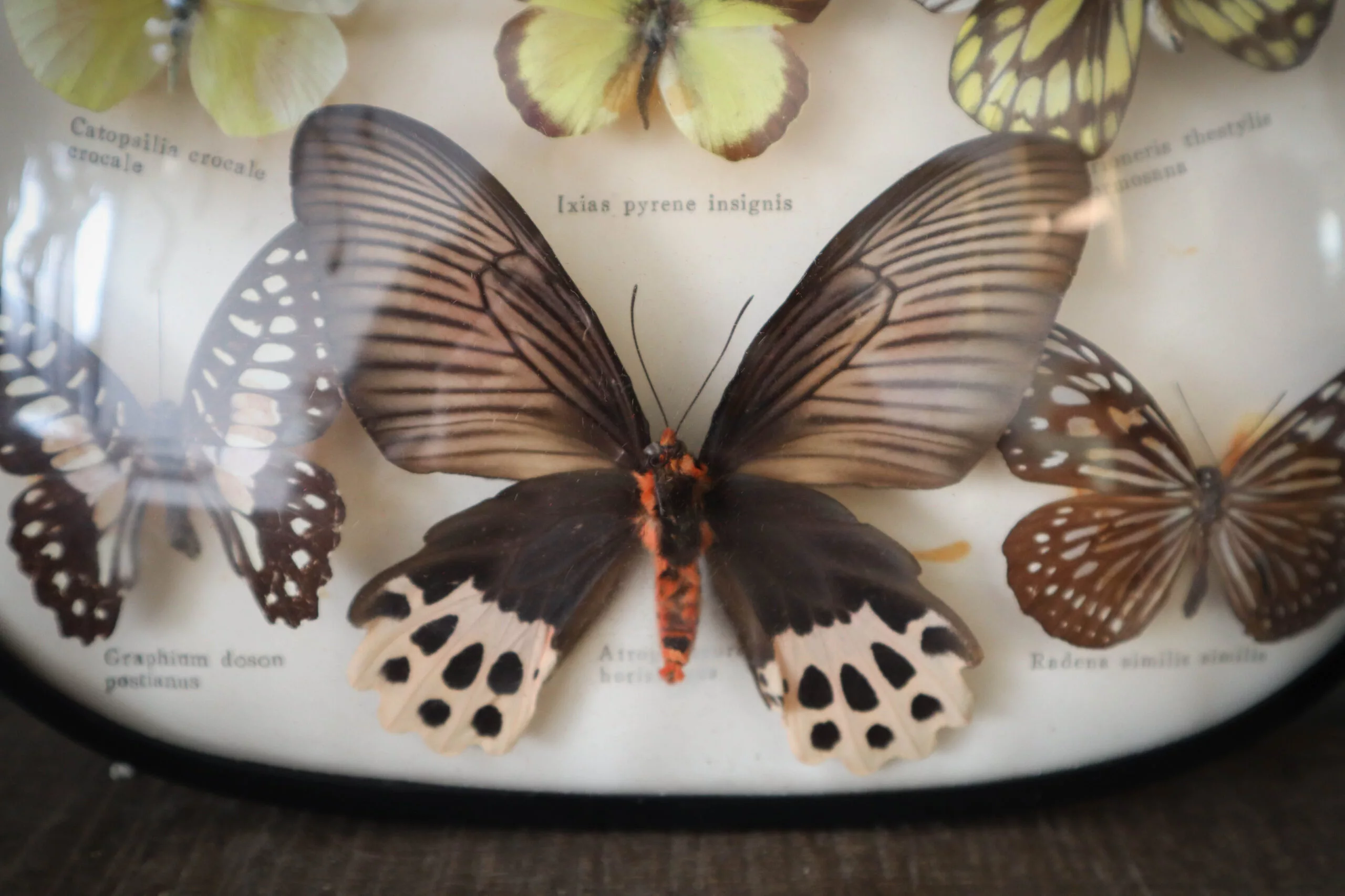 Cadre bombé avec Papillons naturalisé – Image 11