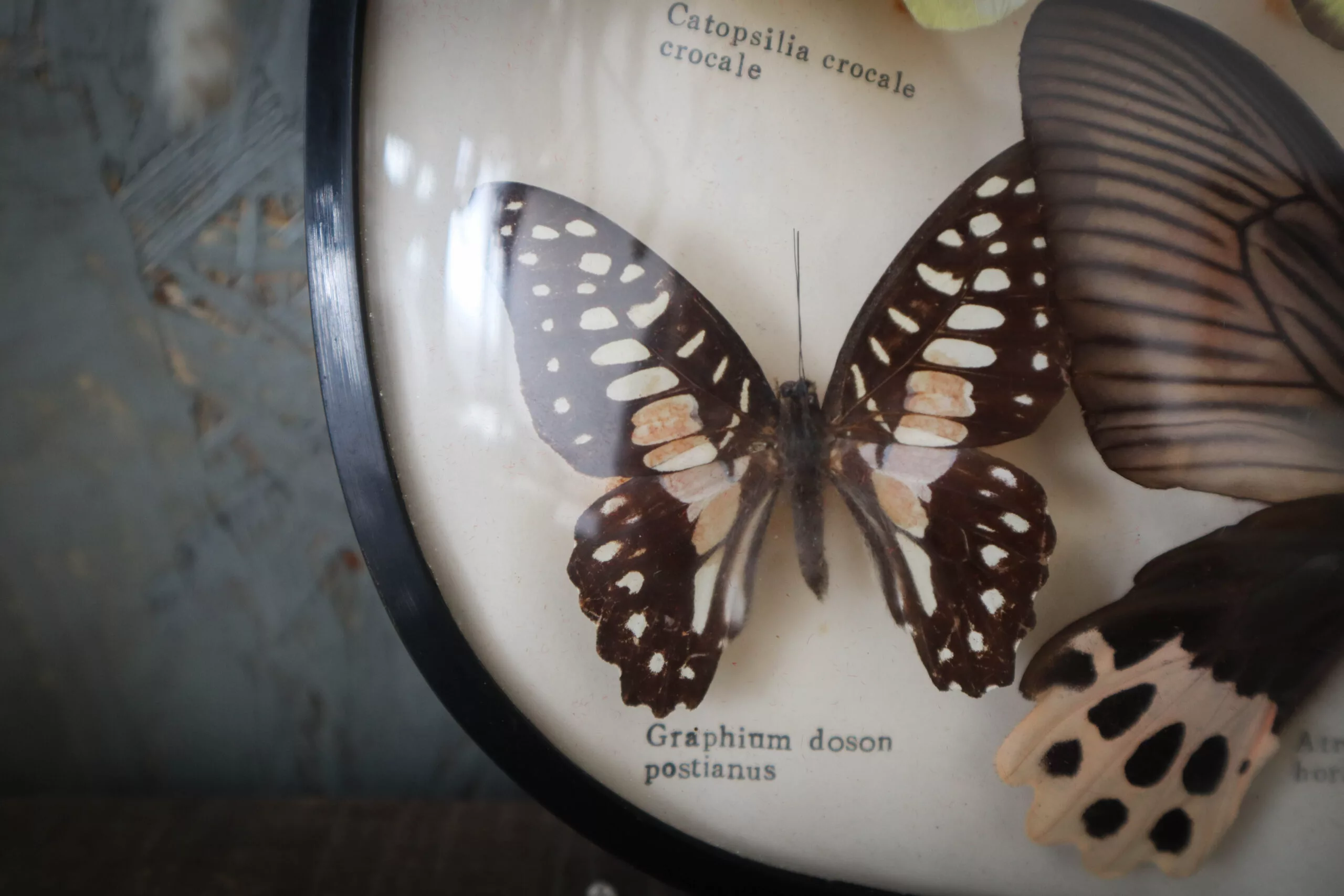 Cadre bombé avec Papillons naturalisé – Image 8