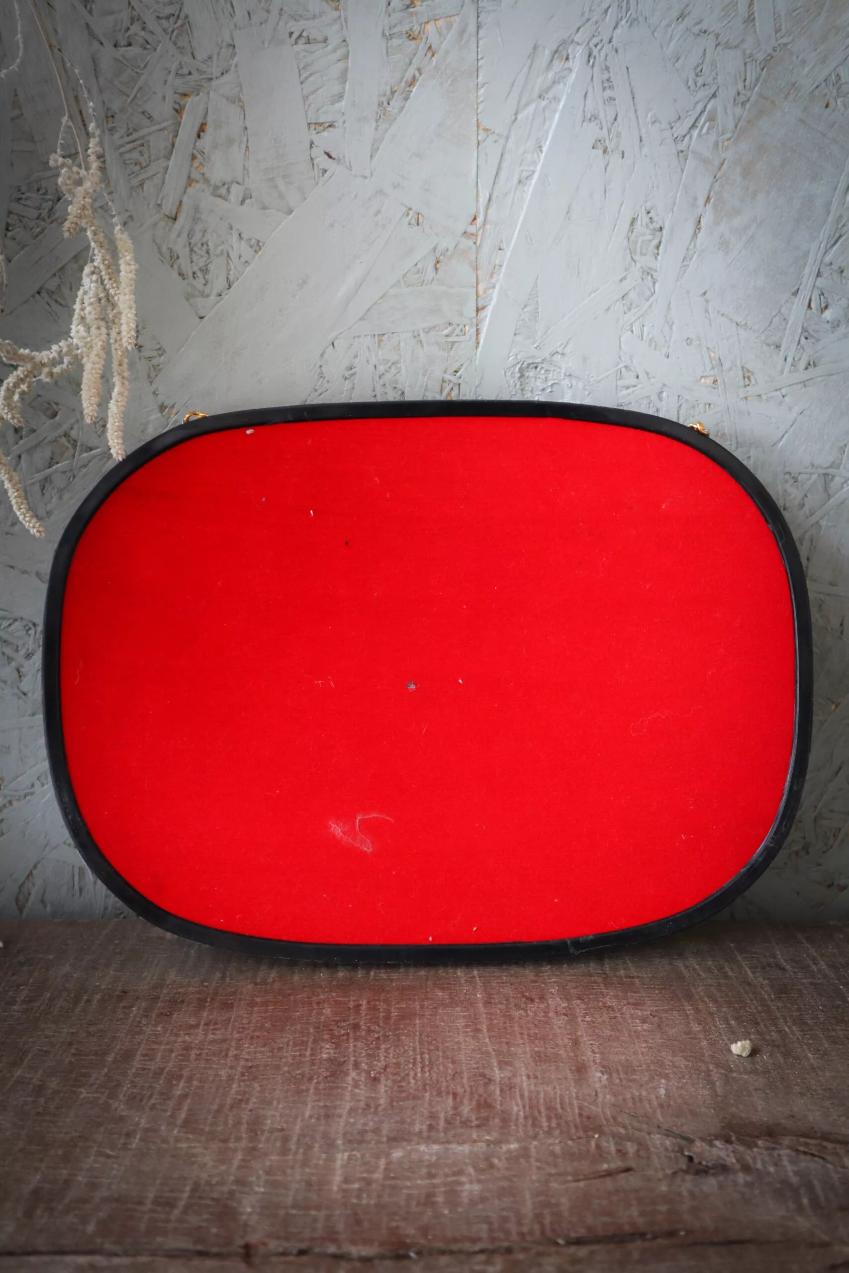 Cadre bombé avec Papillons naturalisé – Image 7