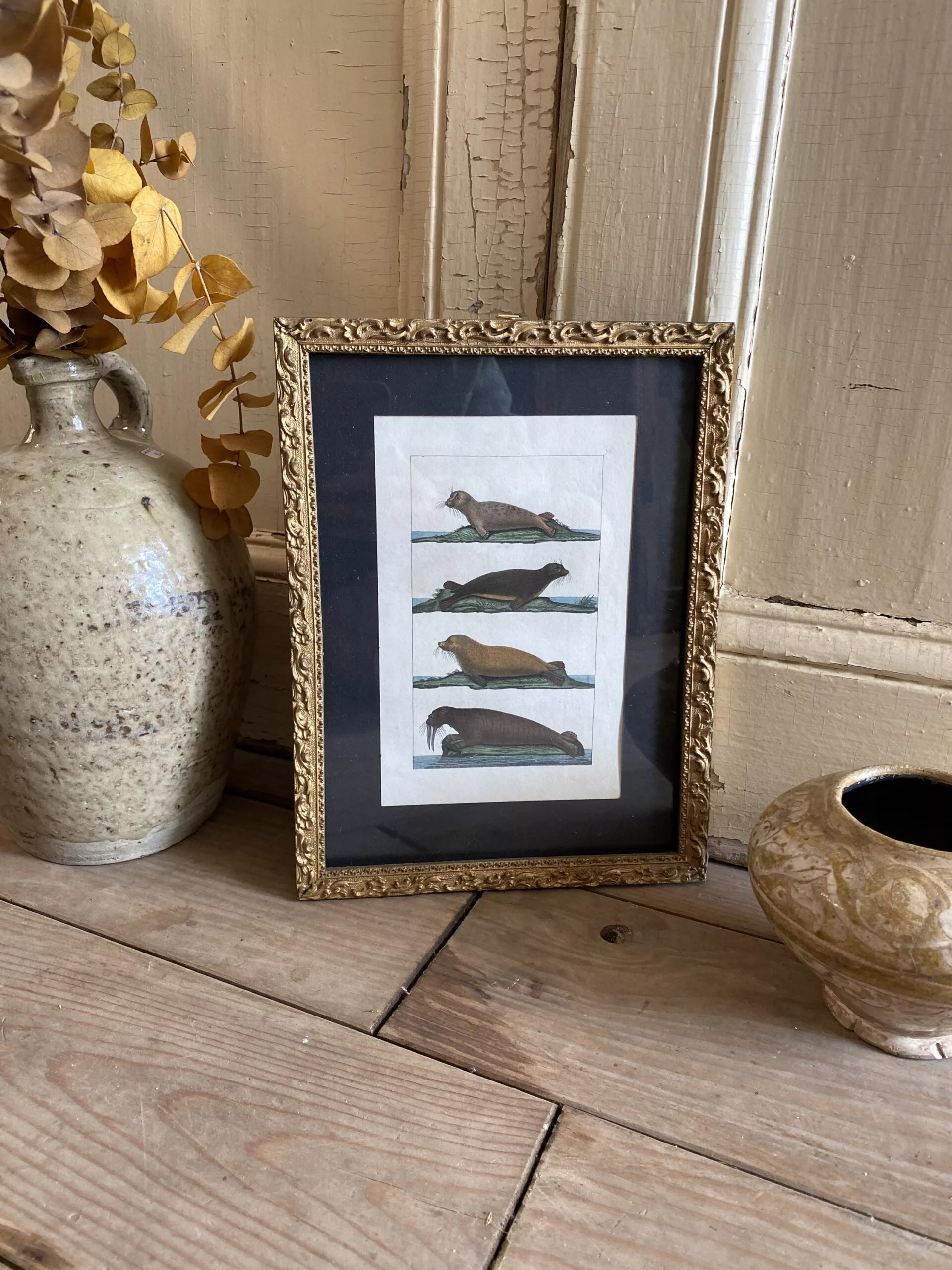 Gravure des phoques de Buffon fin XVIIIe