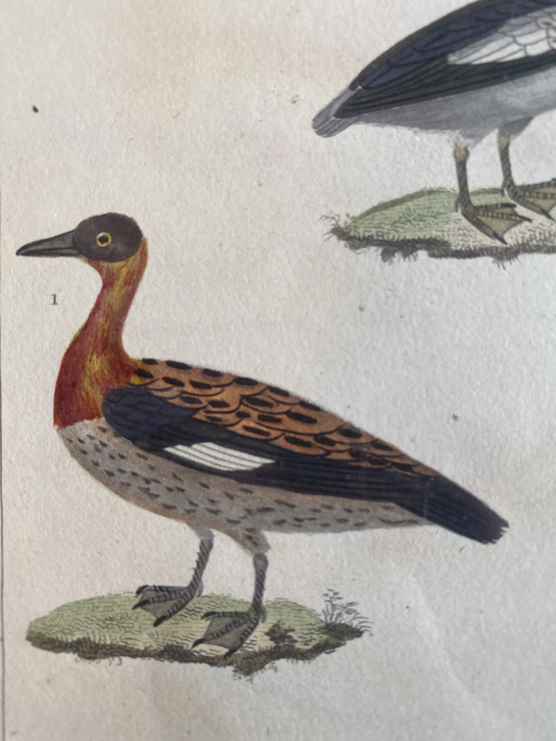 Gravure de 3 oiseaux – Image 5