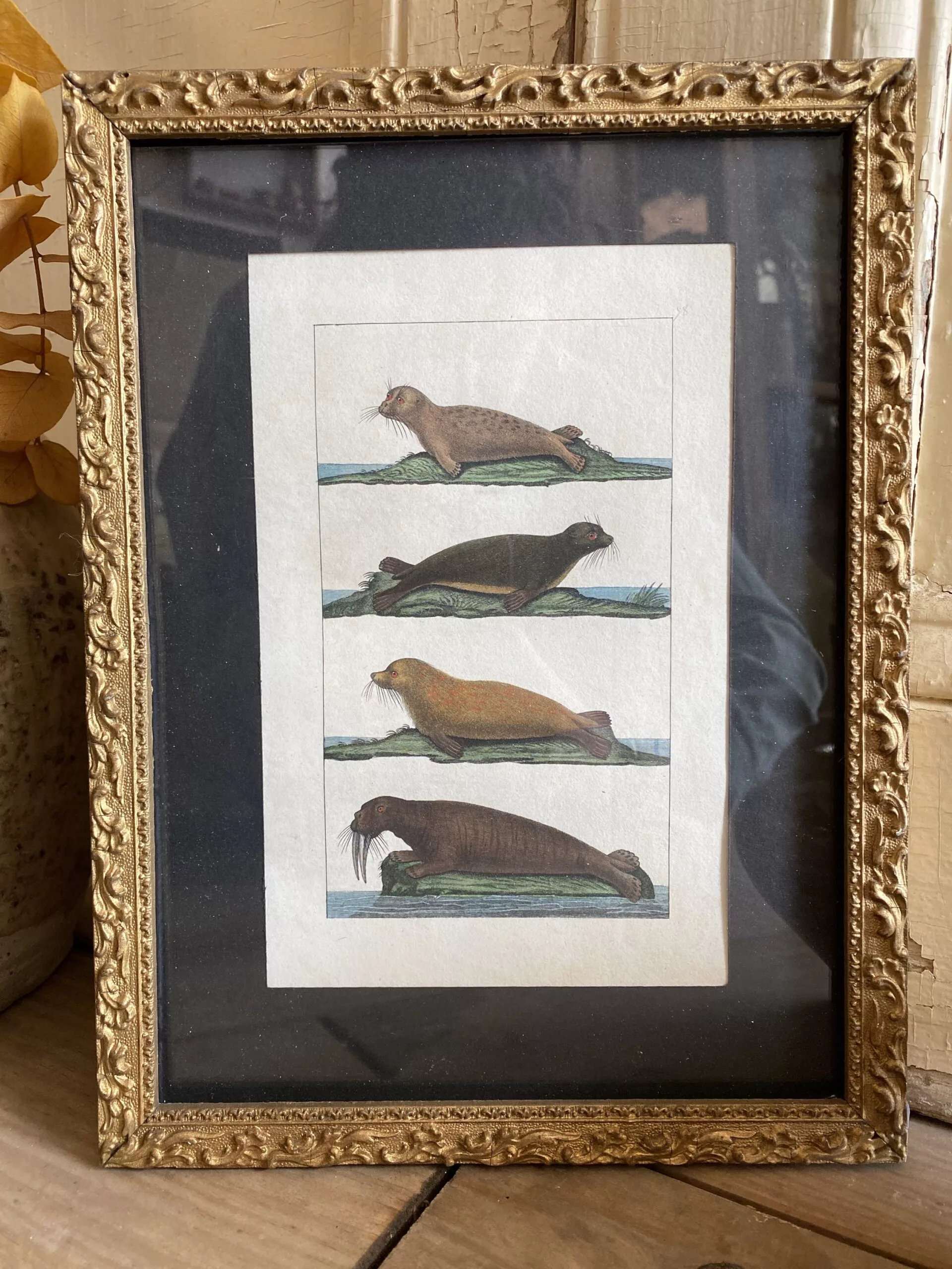 Gravure des phoques de Buffon fin XVIIIe – Image 3