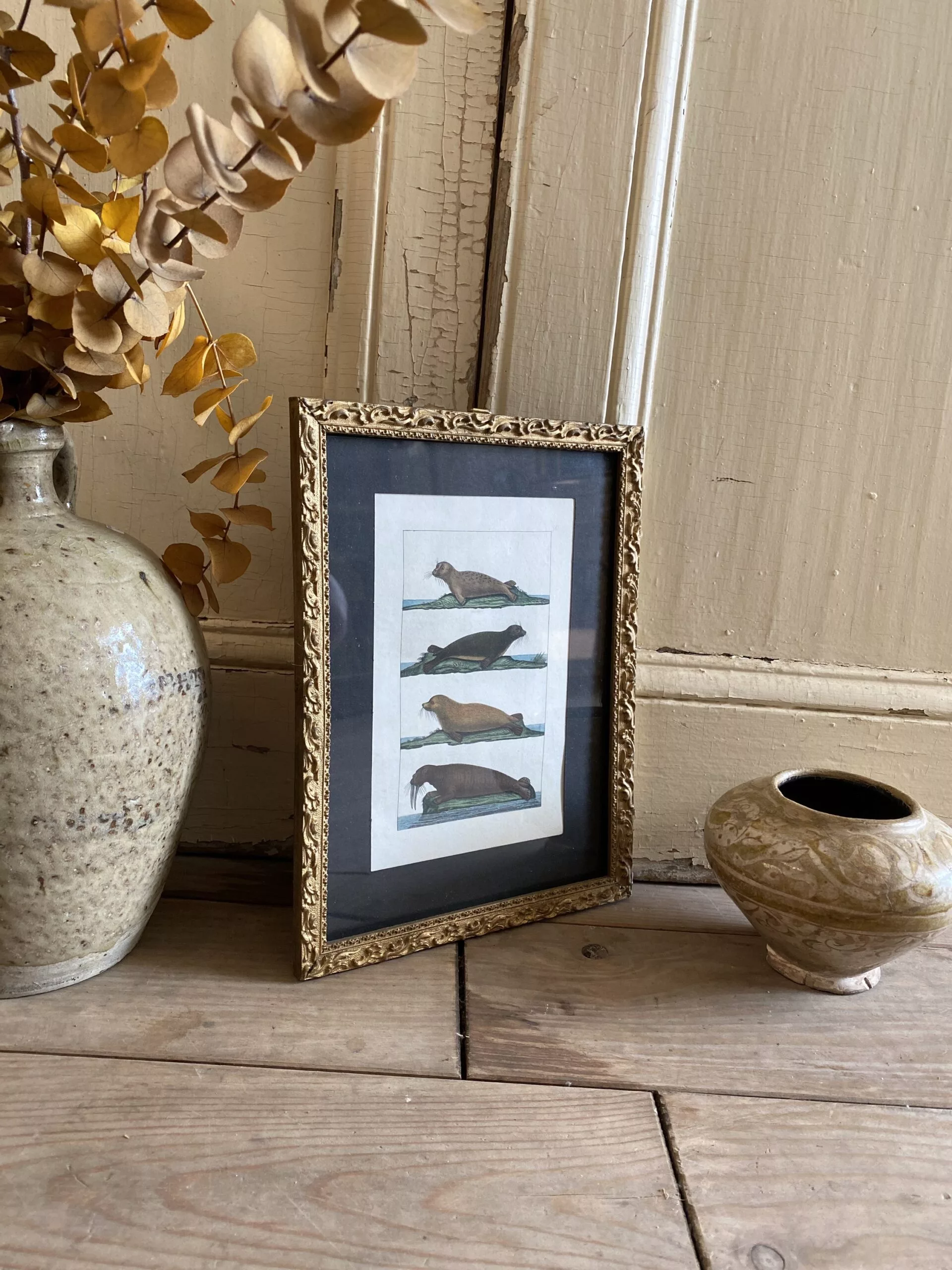 Gravure des phoques de Buffon fin XVIIIe – Image 4