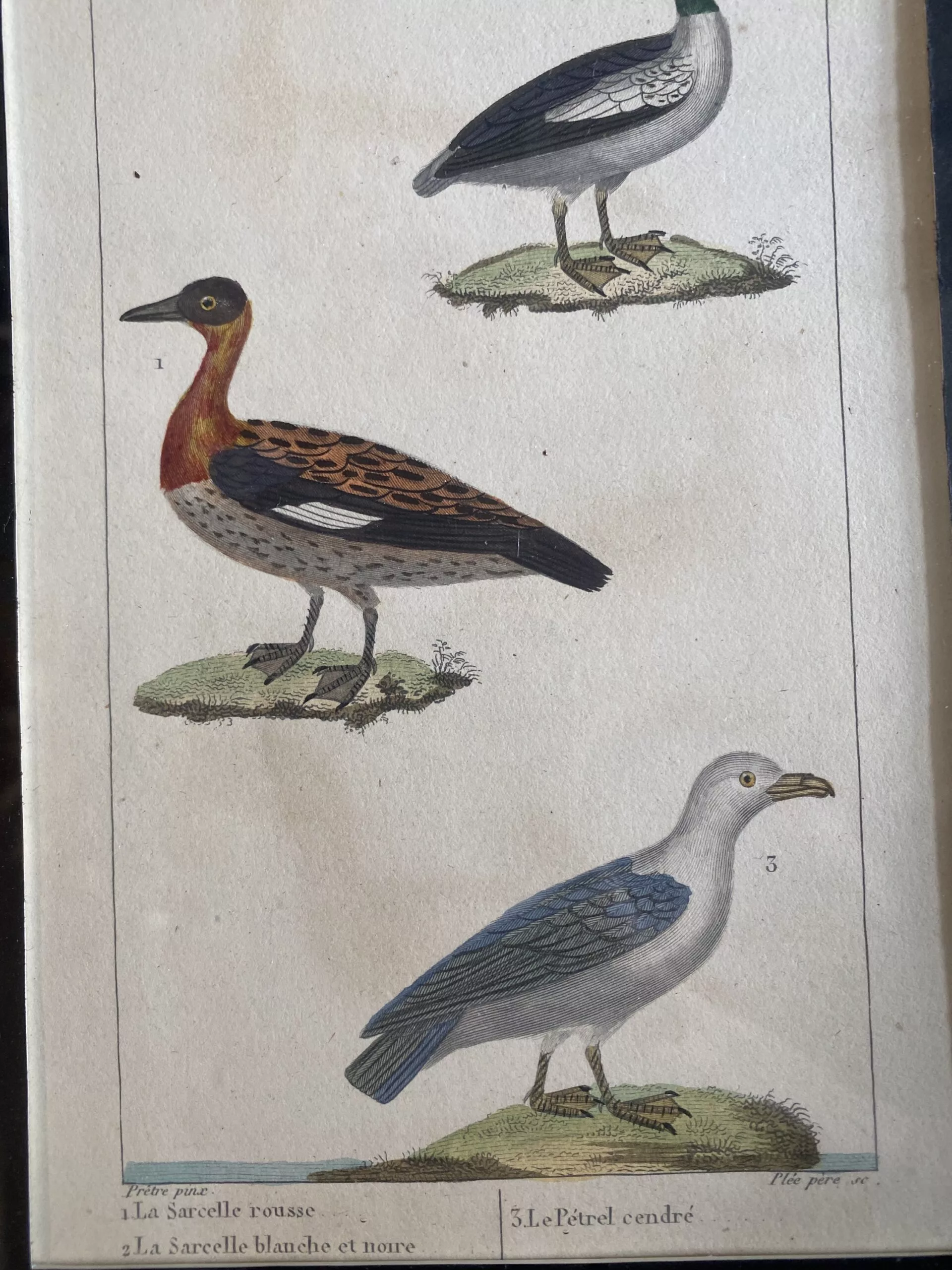 Gravure de 3 oiseaux – Image 6