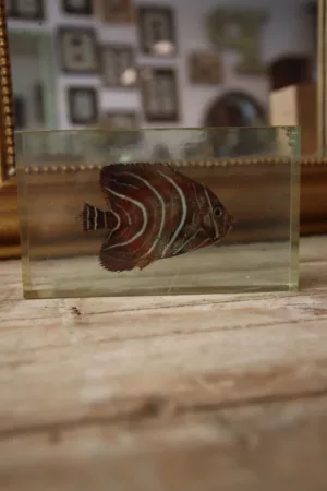 Poisson sous résine