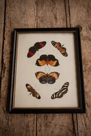 Gravure de Papillons datant du la fin du XVIII eme / Début XIXeme