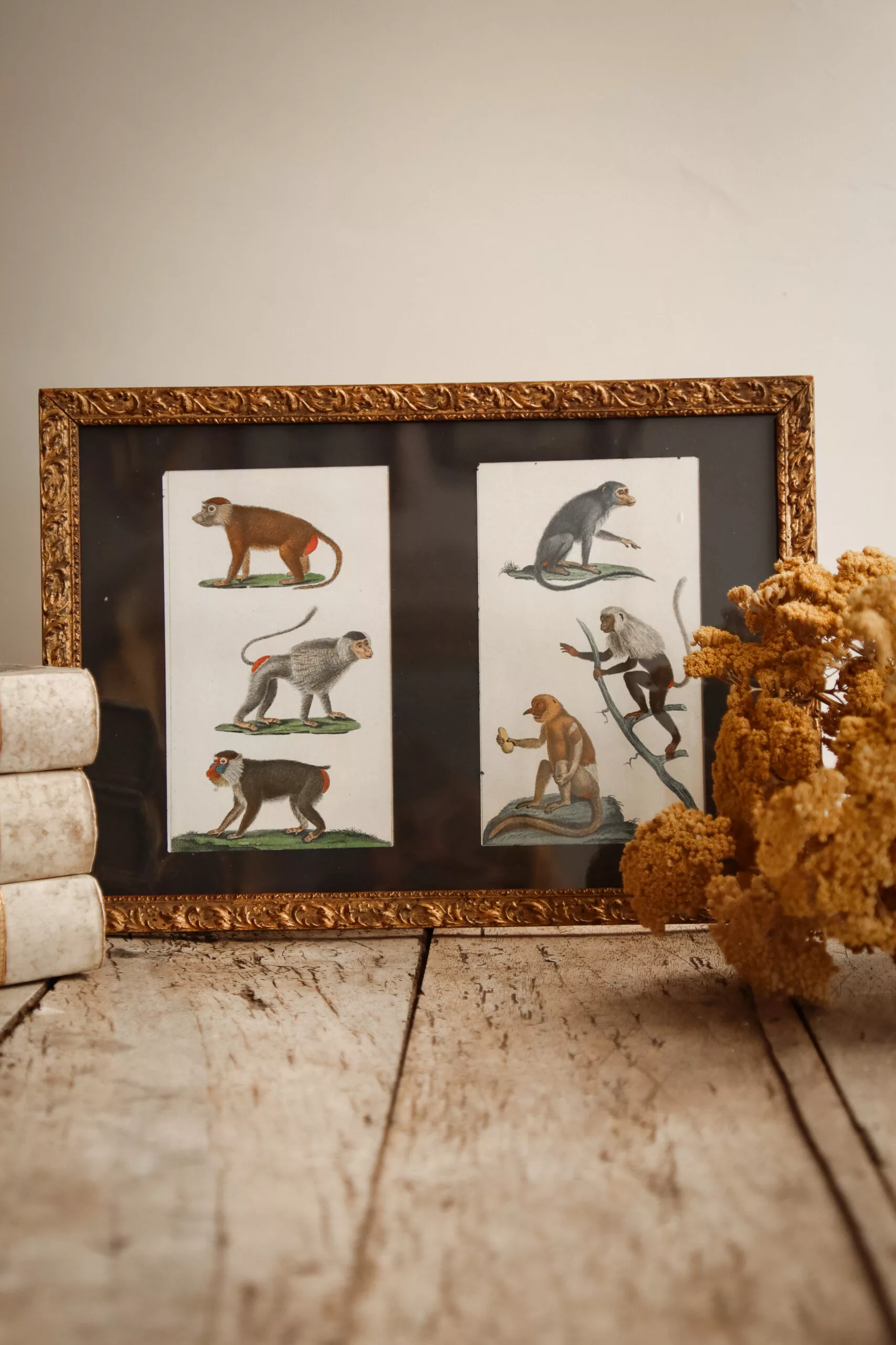 GRAVURES DE SINGES DE BUFFON FIN XVIIIE – Image 13