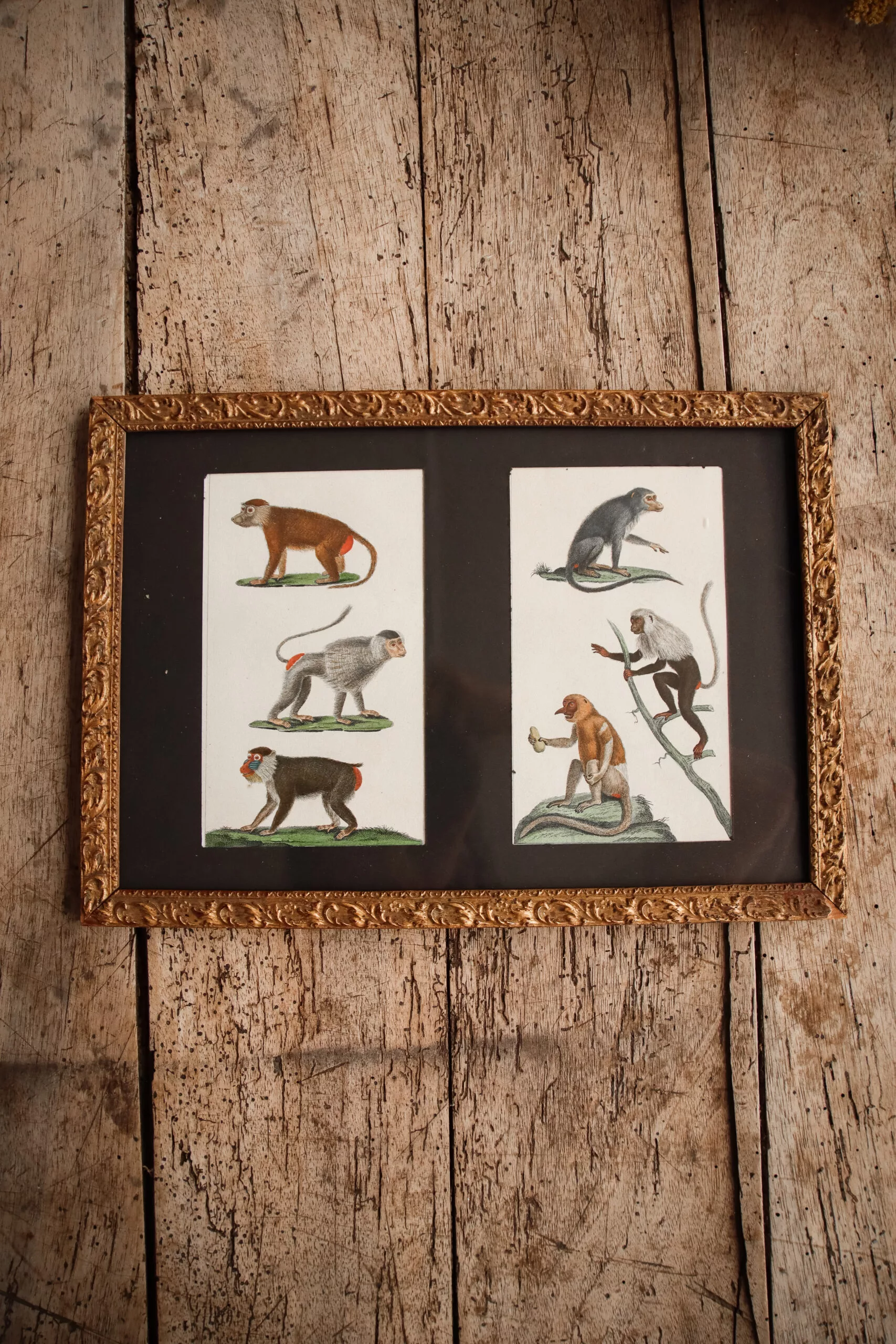 GRAVURES DE SINGES DE BUFFON FIN XVIIIE