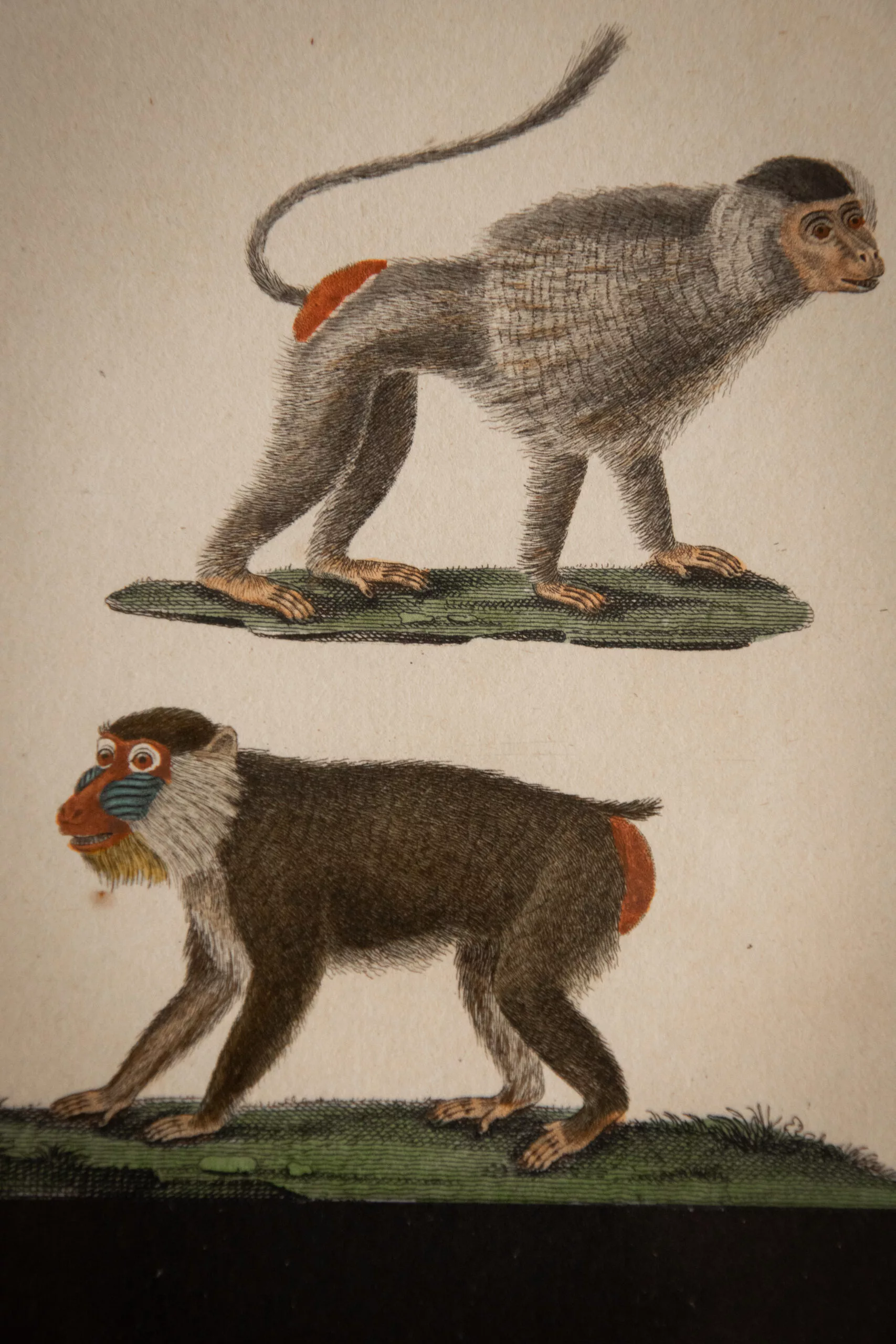 GRAVURES DE SINGES DE BUFFON FIN XVIIIE – Image 4