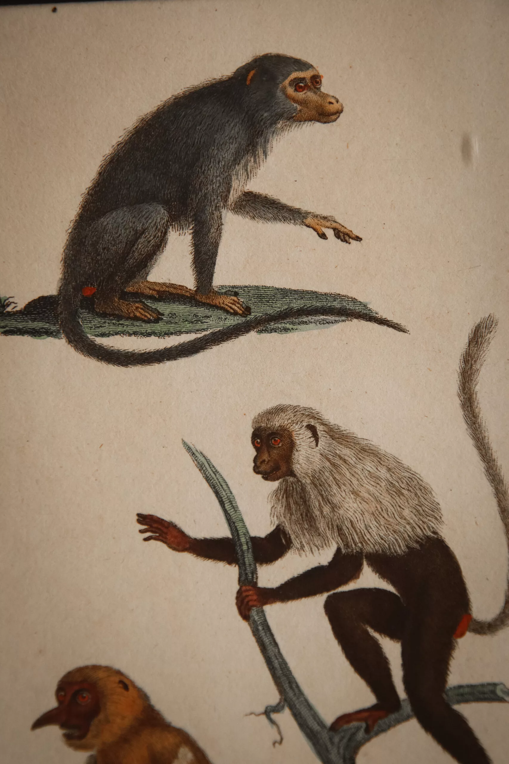 GRAVURES DE SINGES DE BUFFON FIN XVIIIE – Image 5