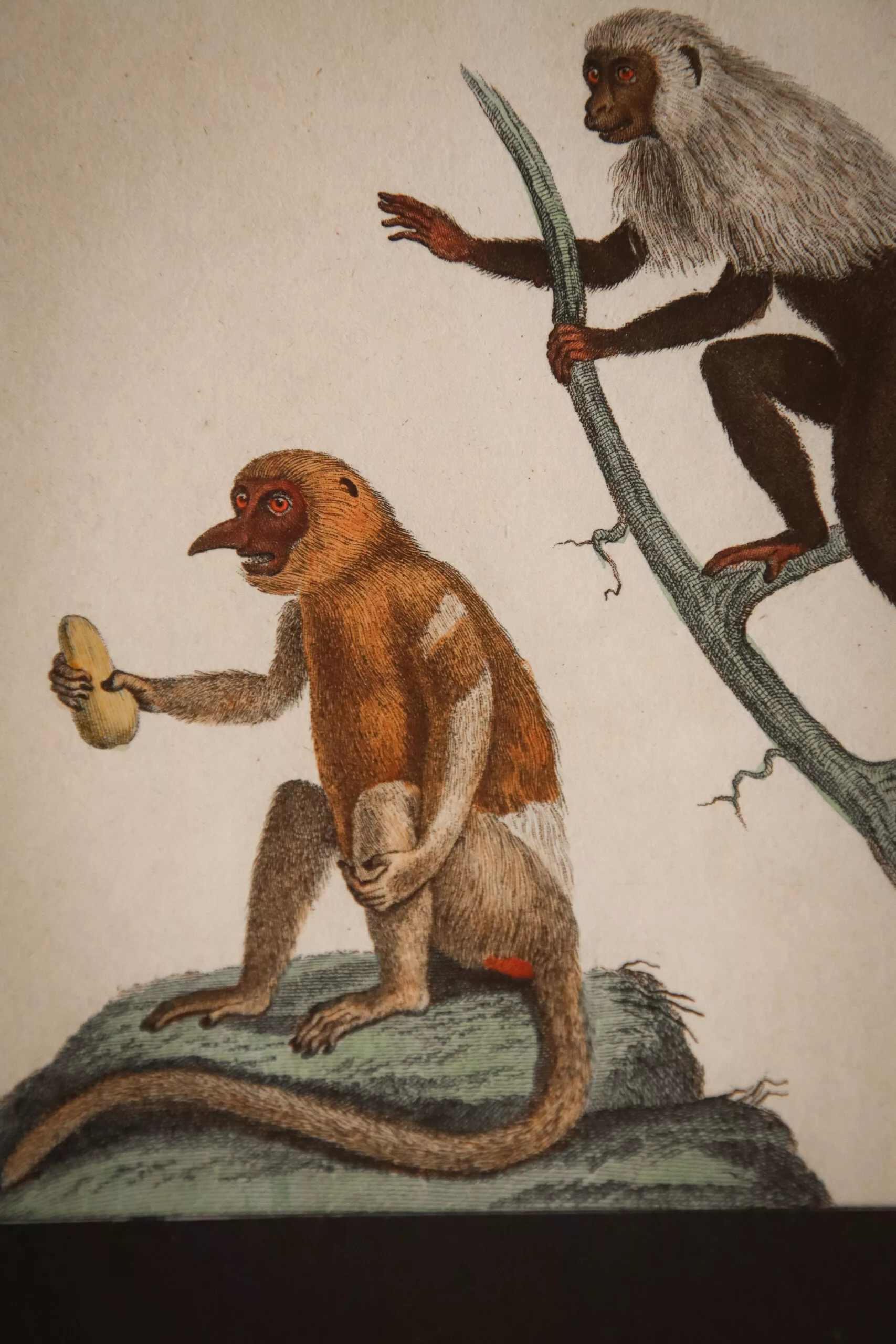 GRAVURES DE SINGES DE BUFFON FIN XVIIIE – Image 7