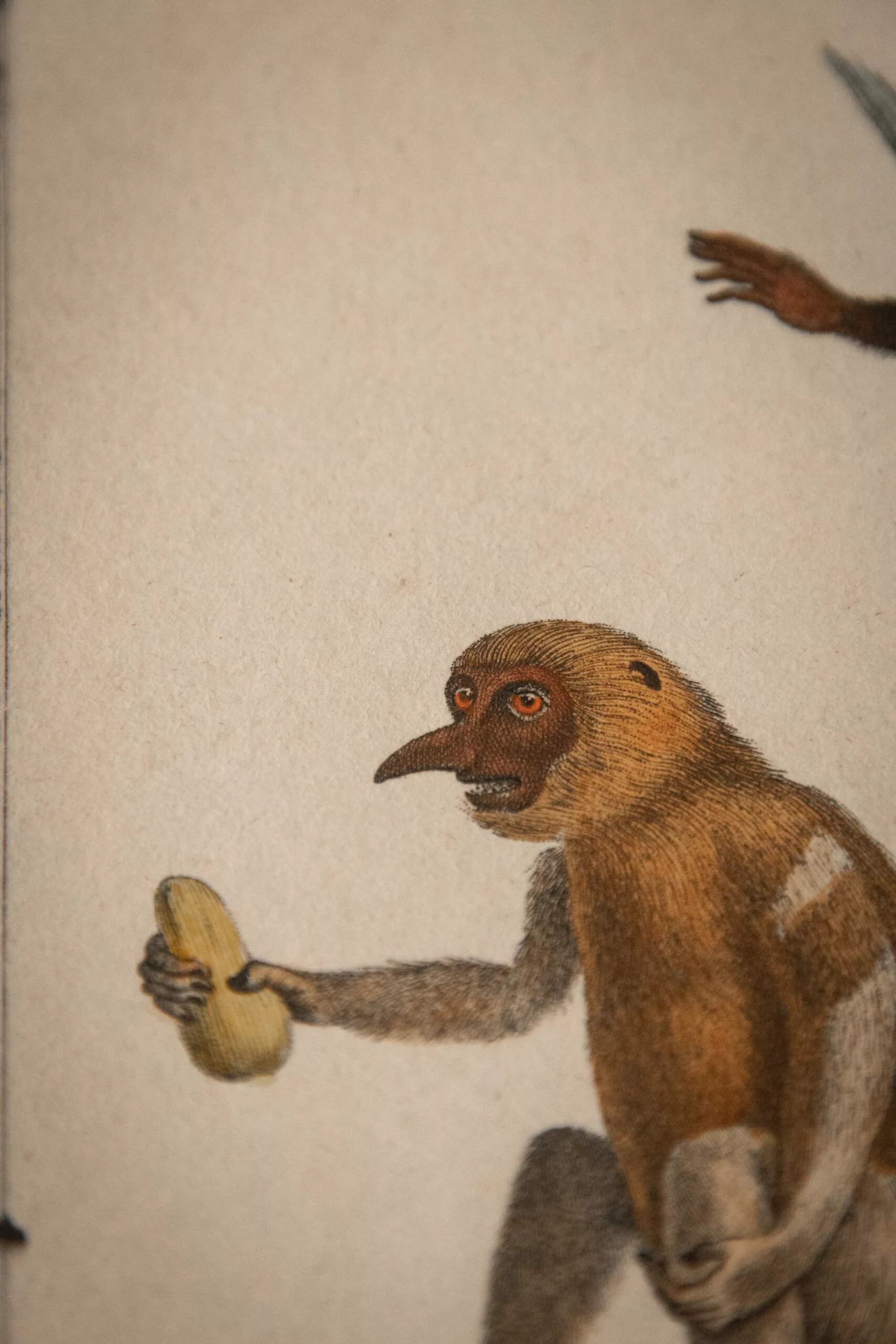 GRAVURES DE SINGES DE BUFFON FIN XVIIIE – Image 8