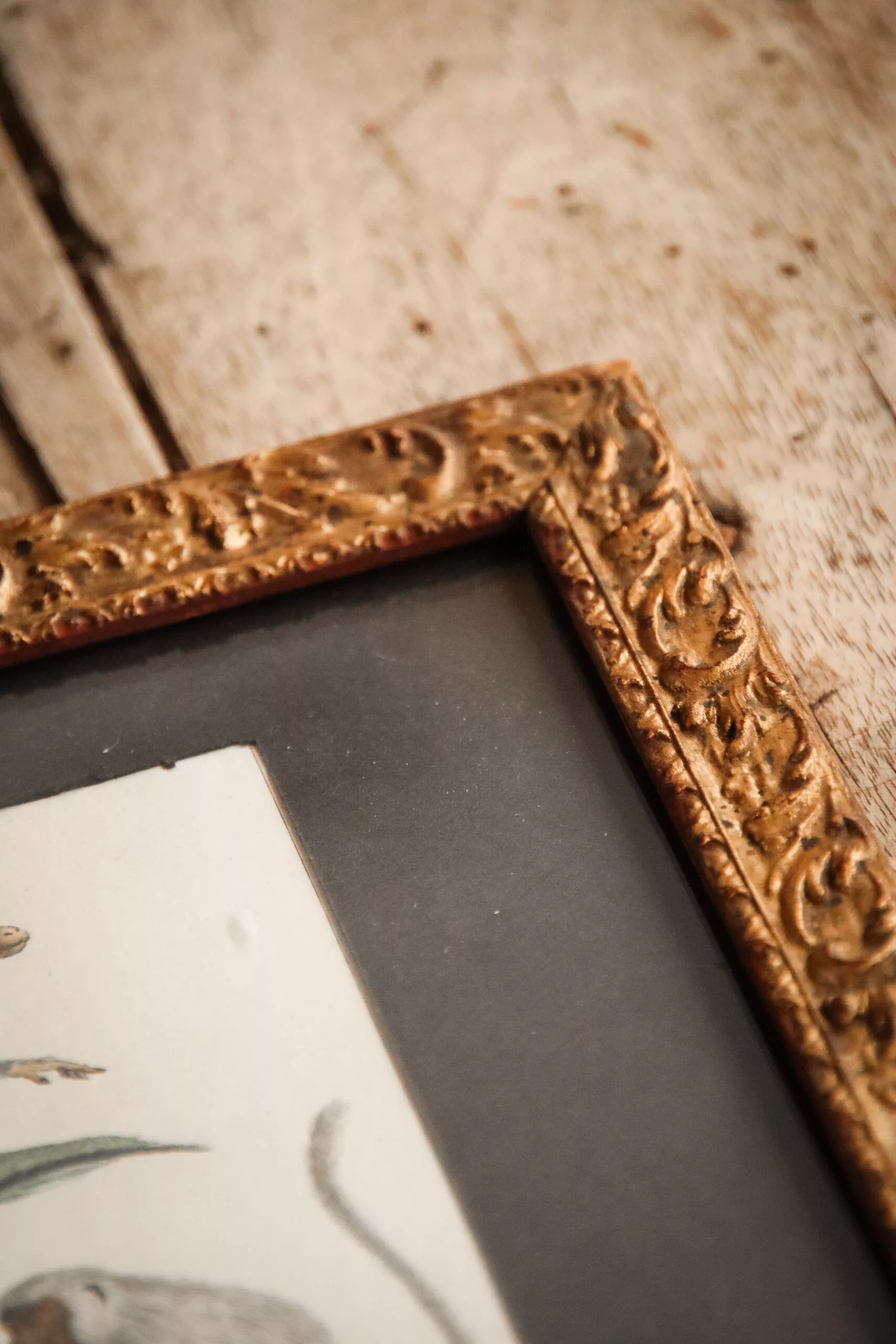 GRAVURES DE SINGES DE BUFFON FIN XVIIIE – Image 10