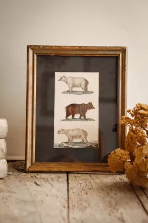GRAVURE D'OURS DE BUFFON FIN XVIIIE (Copie)