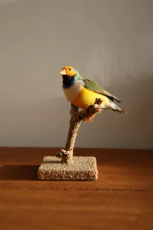 Diamand de Gould Deyrolle