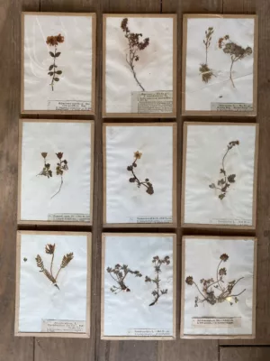 Herbier début 19 eme