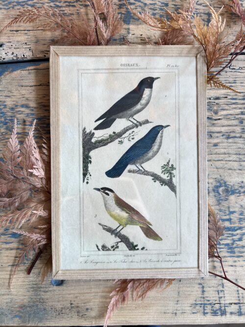 Gravure ornithologie de 3 petits oiseaux par Buffon