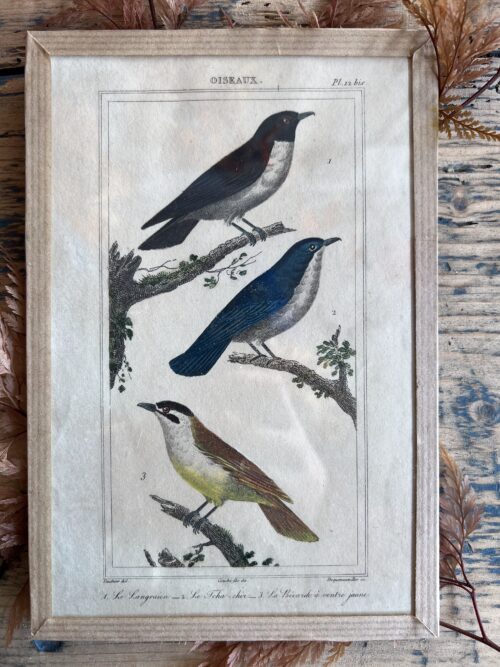 Gravure ornithologie de 3 petits oiseaux par Buffon – Image 2