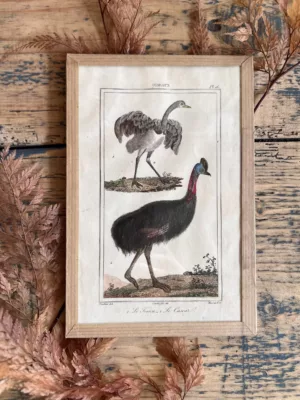 Gravure ornithologie de Touiou et Casoar