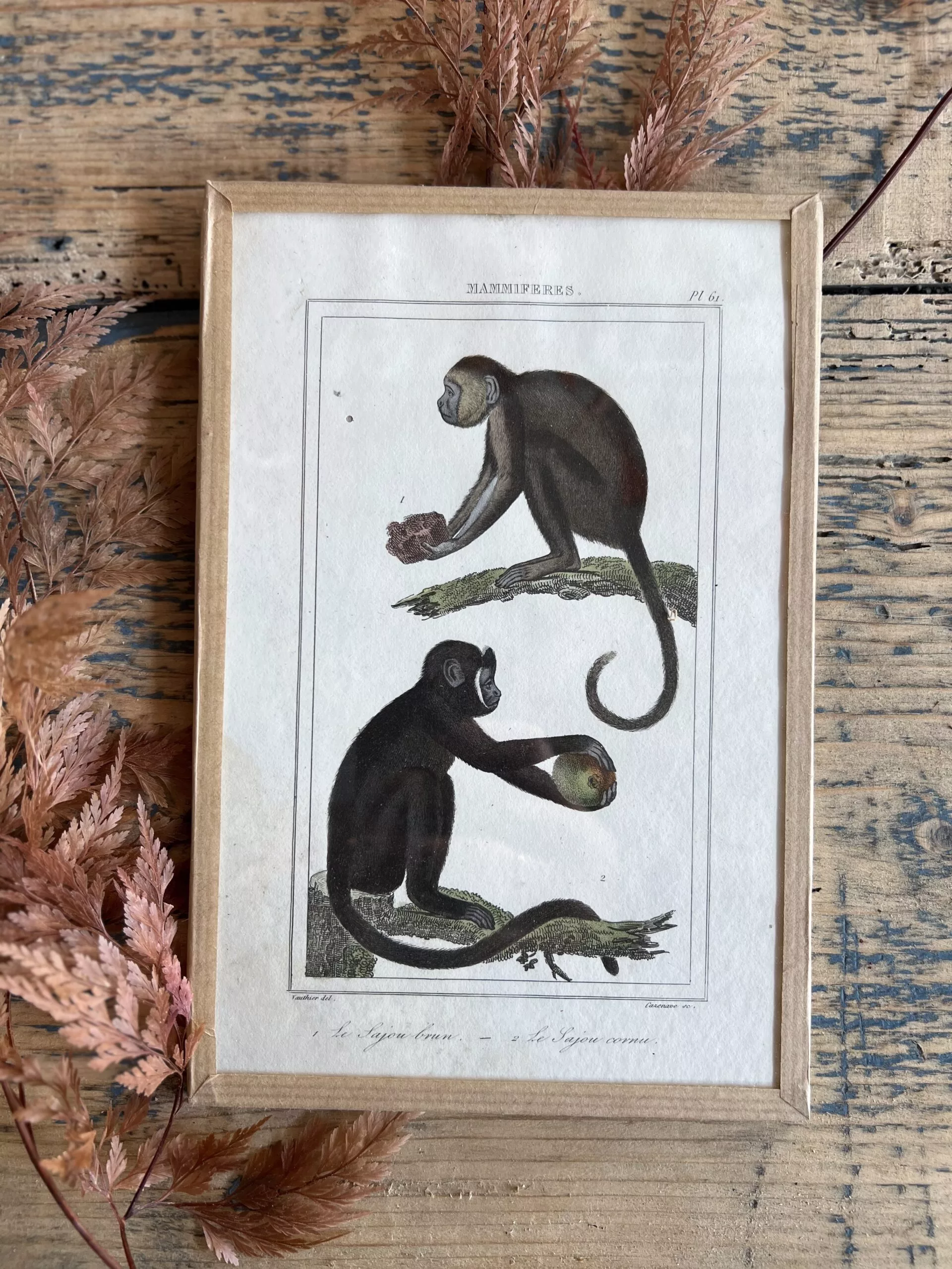 Gravure de Singe brun & Sajou cornu de Buffon 1856