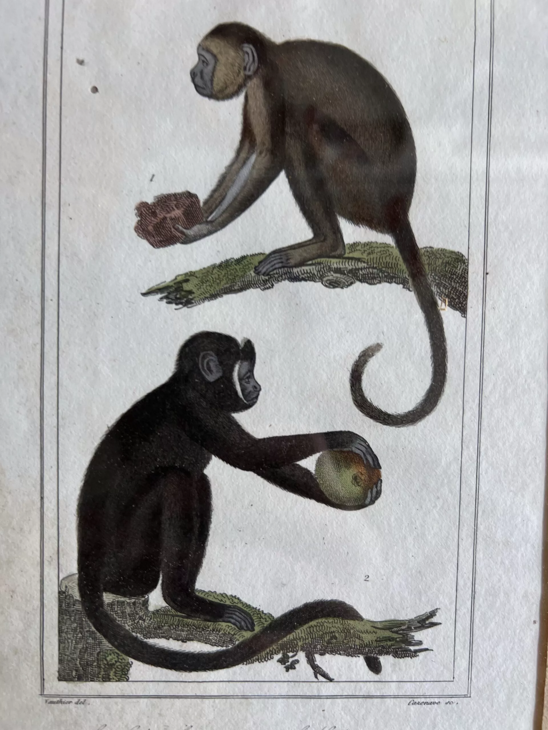 Gravure de Singe brun & Sajou cornu de Buffon 1856 – Image 4