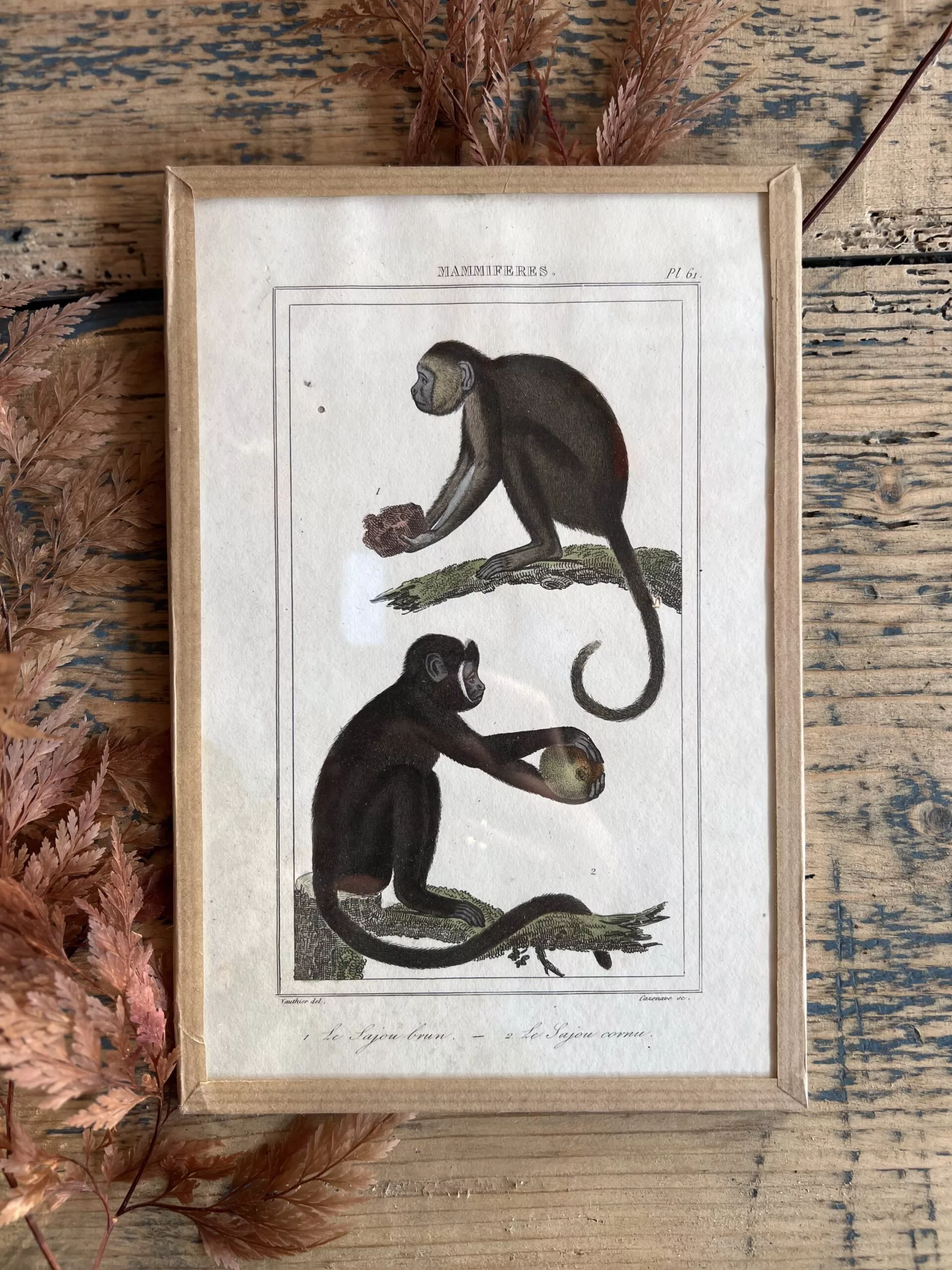 Gravure de Singe brun & Sajou cornu de Buffon 1856 – Image 3