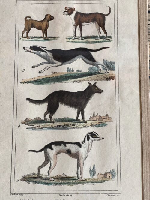 Gravure  de chiens Buffon 1856 – Image 4