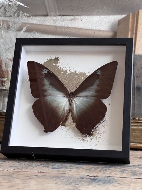 Morpho Cisseis encadré – Image 4