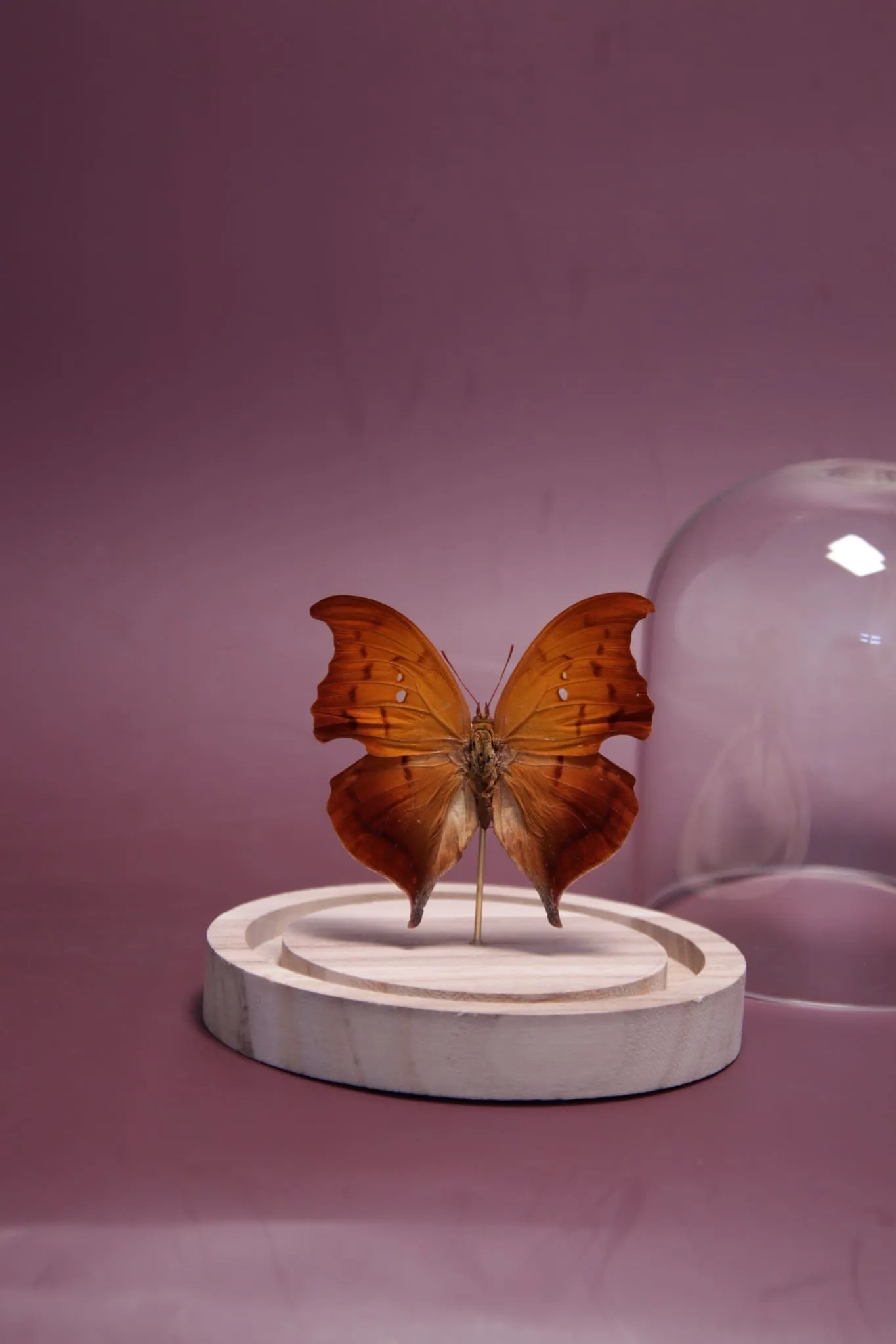 Papillon Zaretis syene sous globe en verre avec socle en bois – Image 17