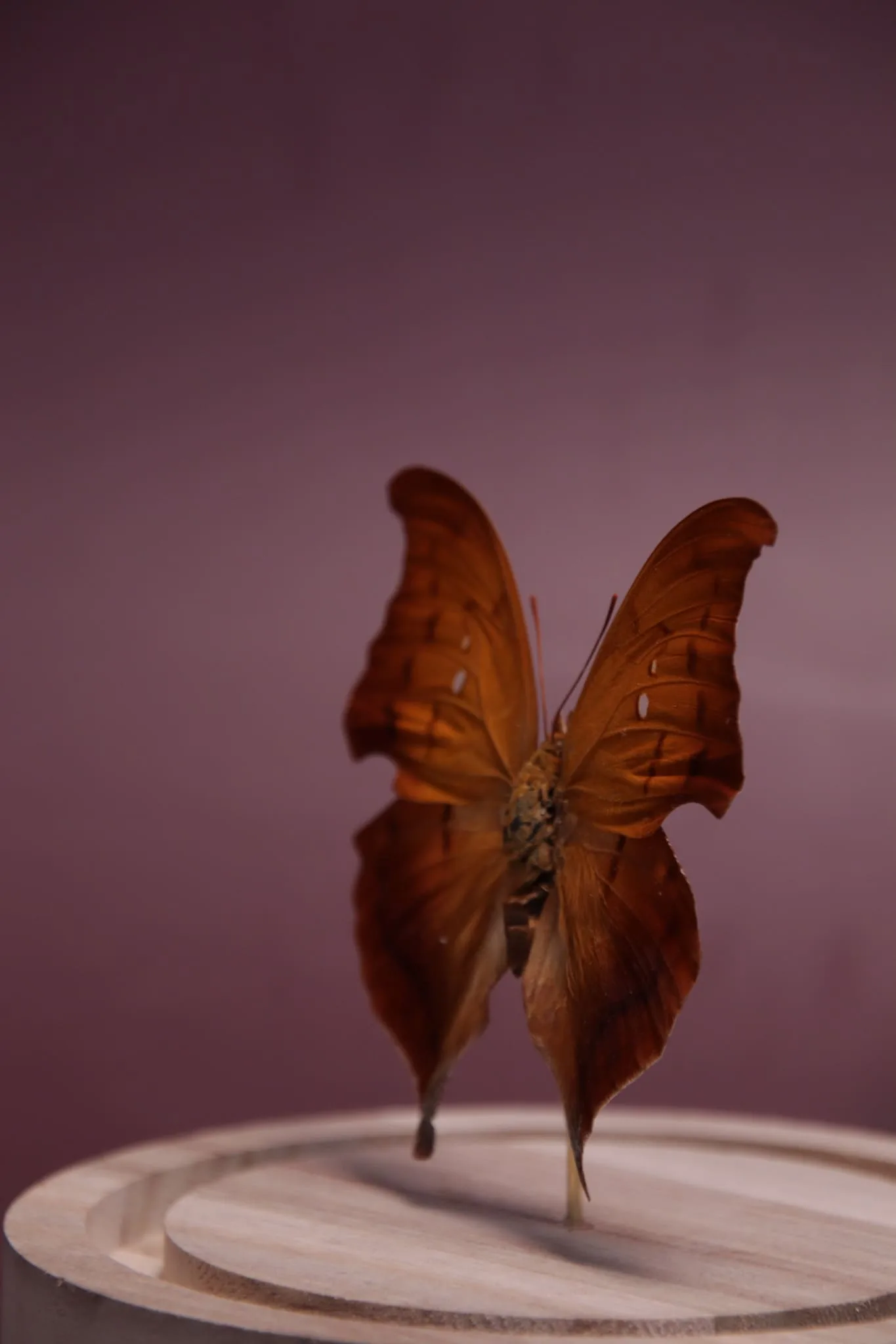 Papillon Zaretis syene sous globe en verre avec socle en bois – Image 3