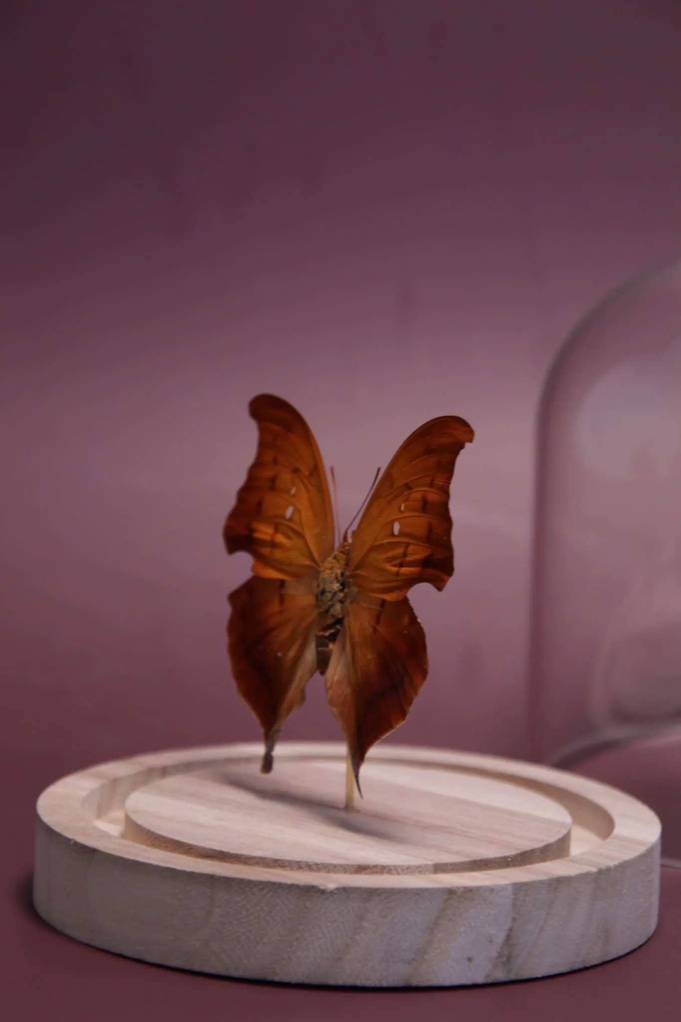 Papillon Zaretis syene sous globe en verre avec socle en bois – Image 7