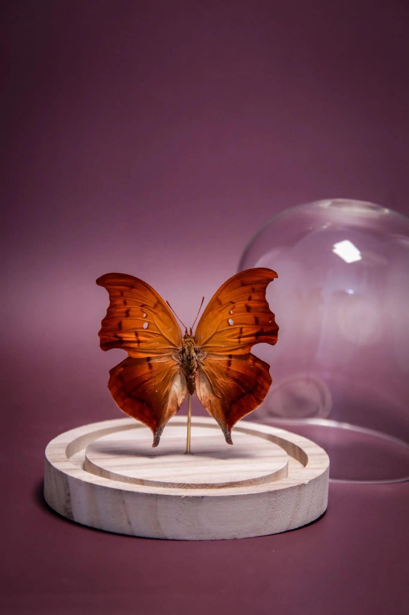 Papillon Zaretis syene sous globe en verre avec socle en bois – Image 5