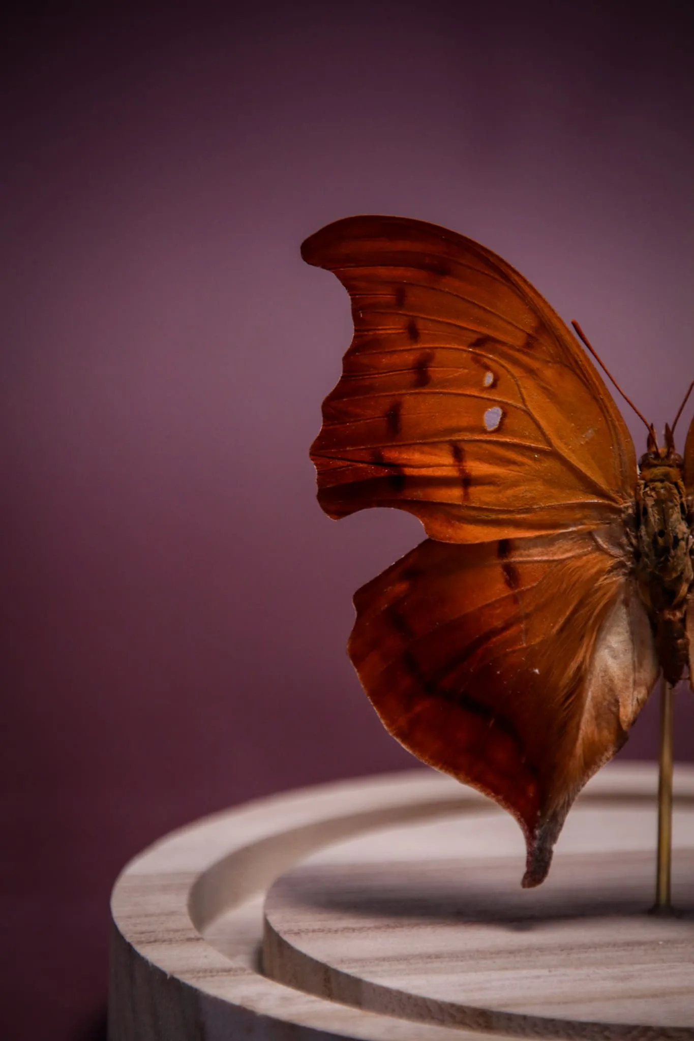 Papillon Zaretis syene sous globe en verre avec socle en bois – Image 4