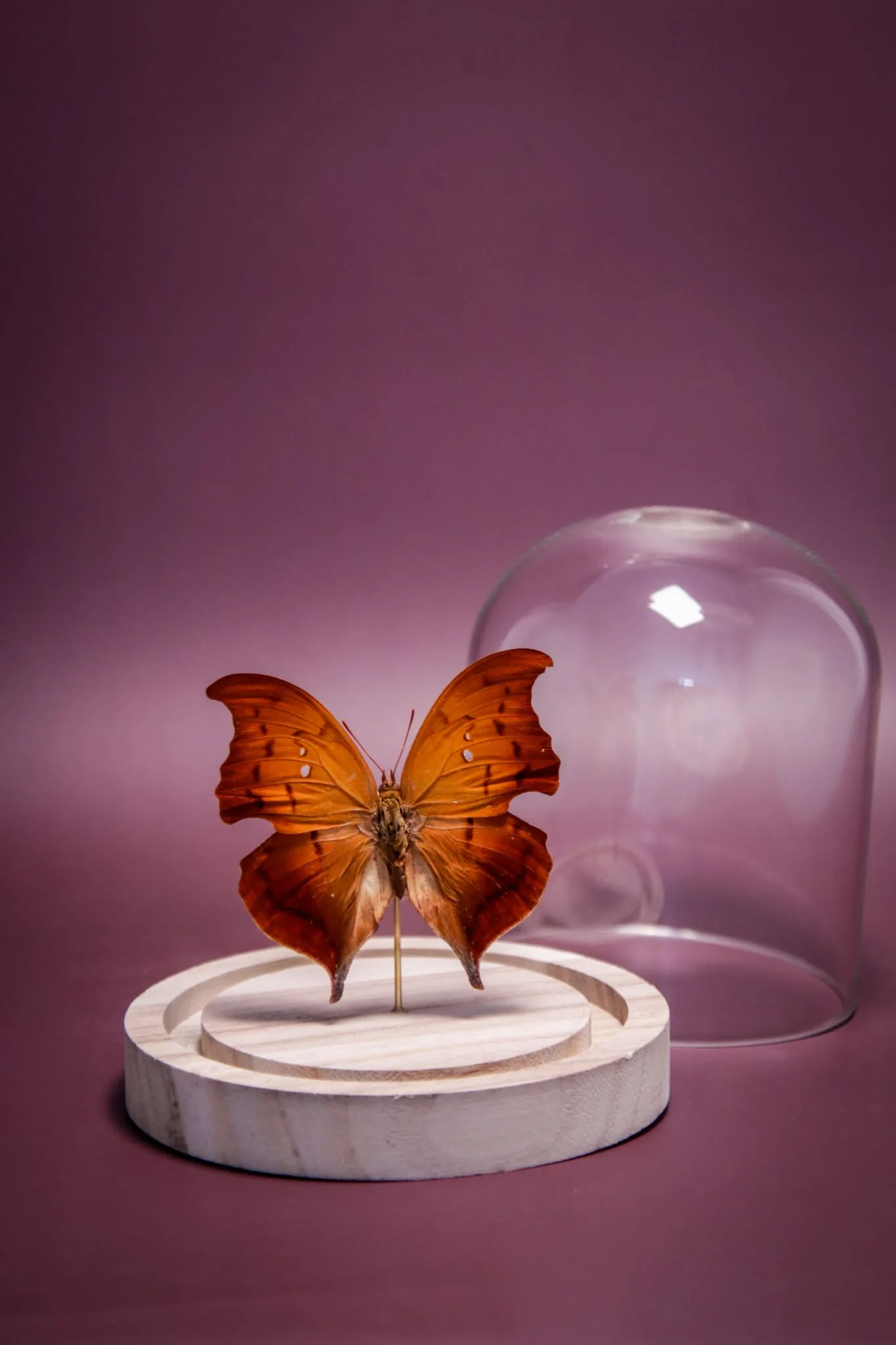 Papillon Zaretis syene sous globe en verre avec socle en bois – Image 8