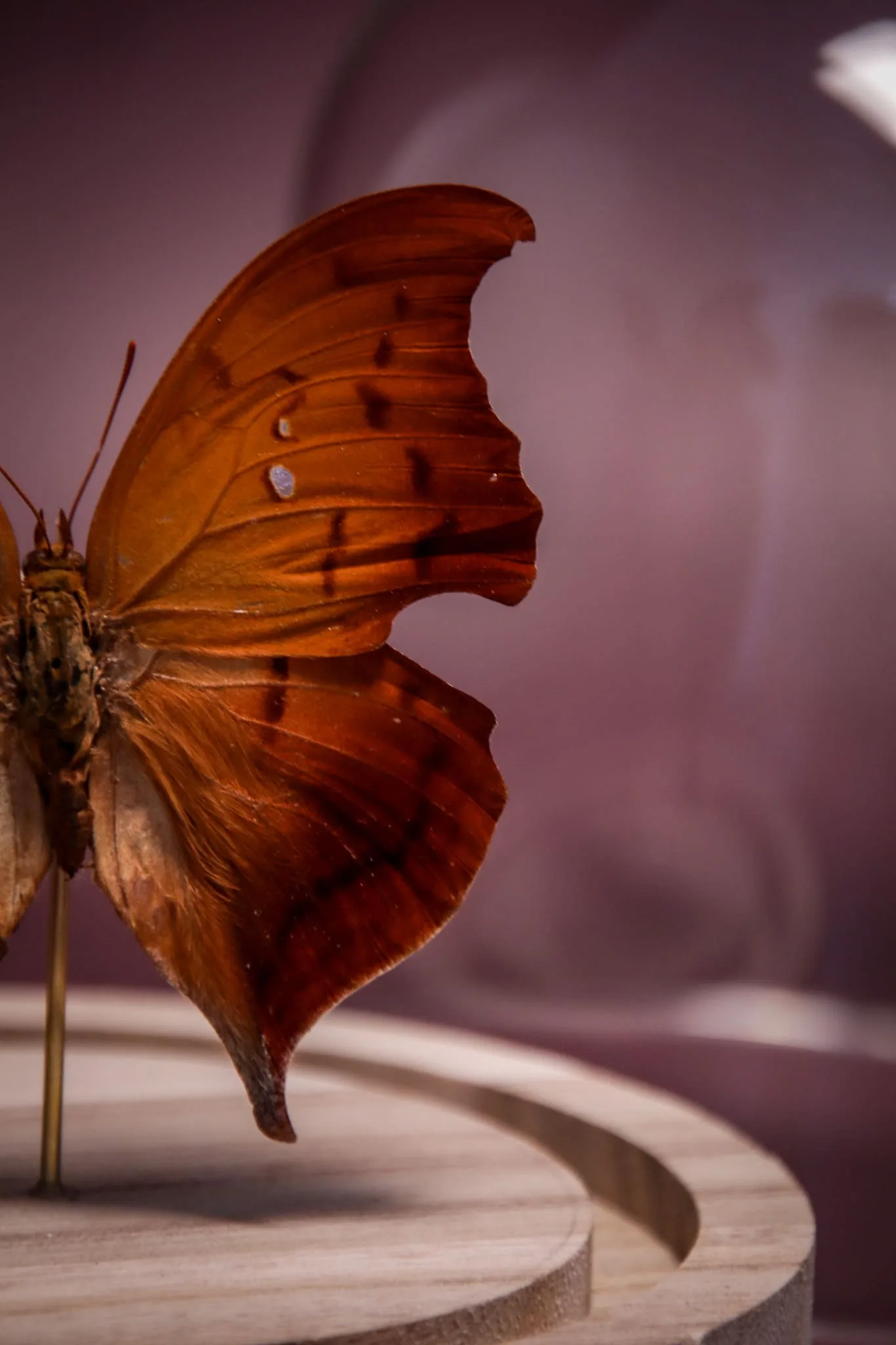 Papillon Zaretis syene sous globe en verre avec socle en bois – Image 9