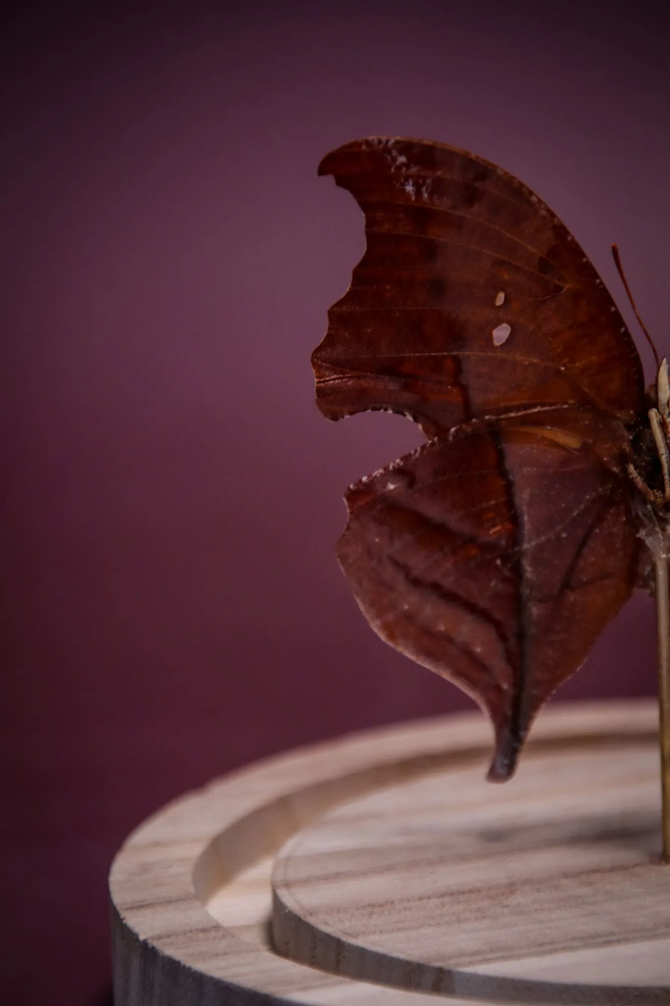 Papillon Zaretis syene sous globe en verre avec socle en bois – Image 10