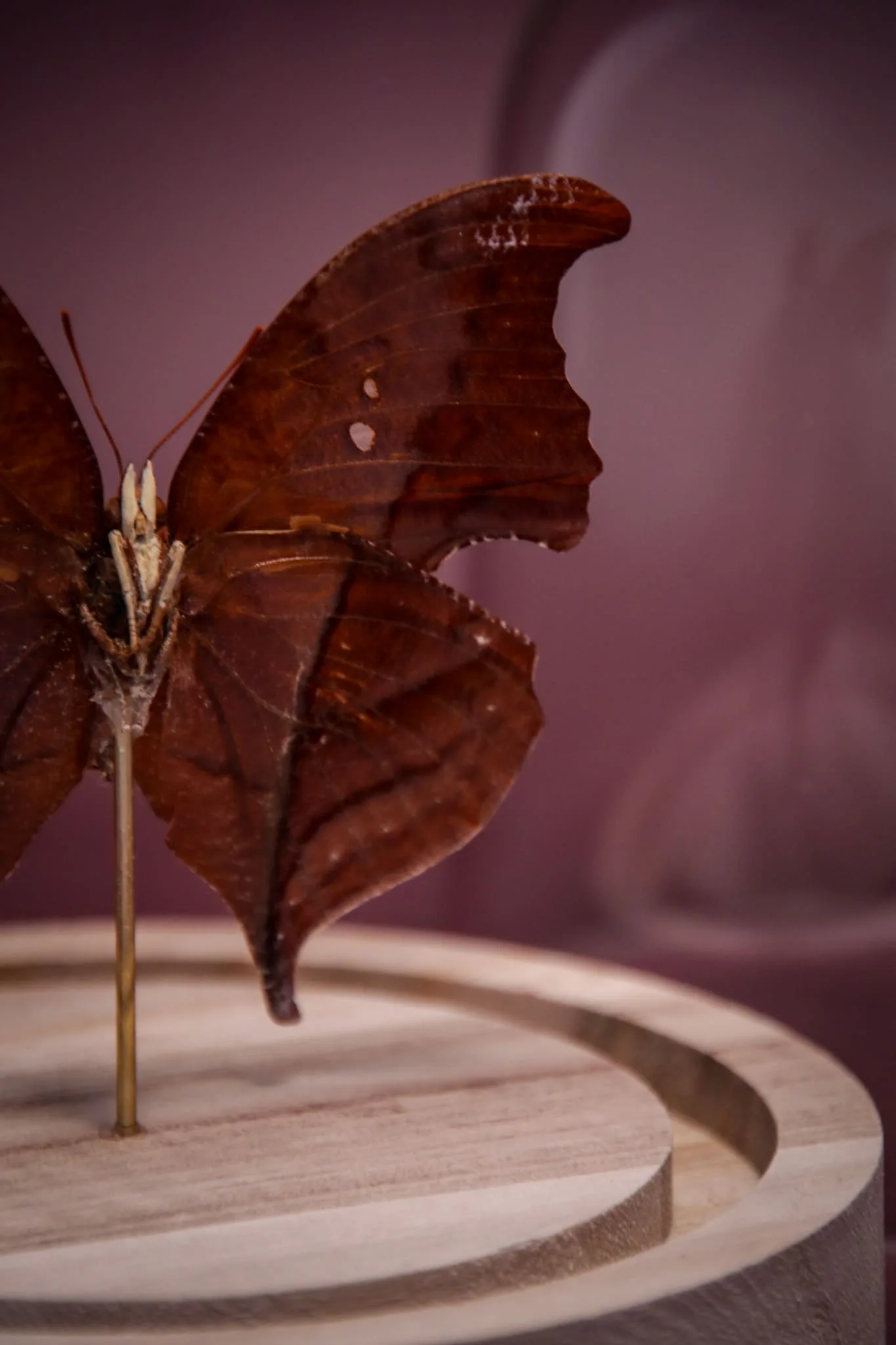 Papillon Zaretis syene sous globe en verre avec socle en bois – Image 11