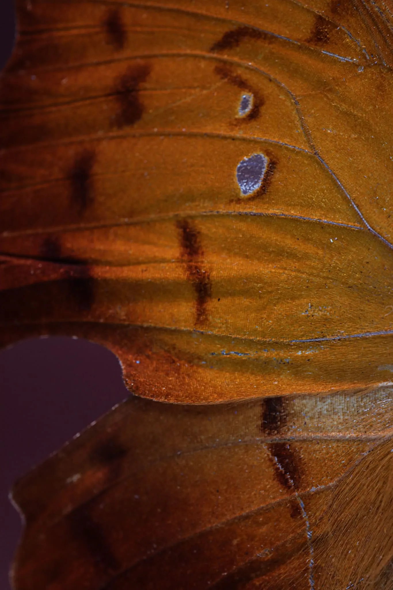 Papillon Zaretis syene sous globe en verre avec socle en bois – Image 12