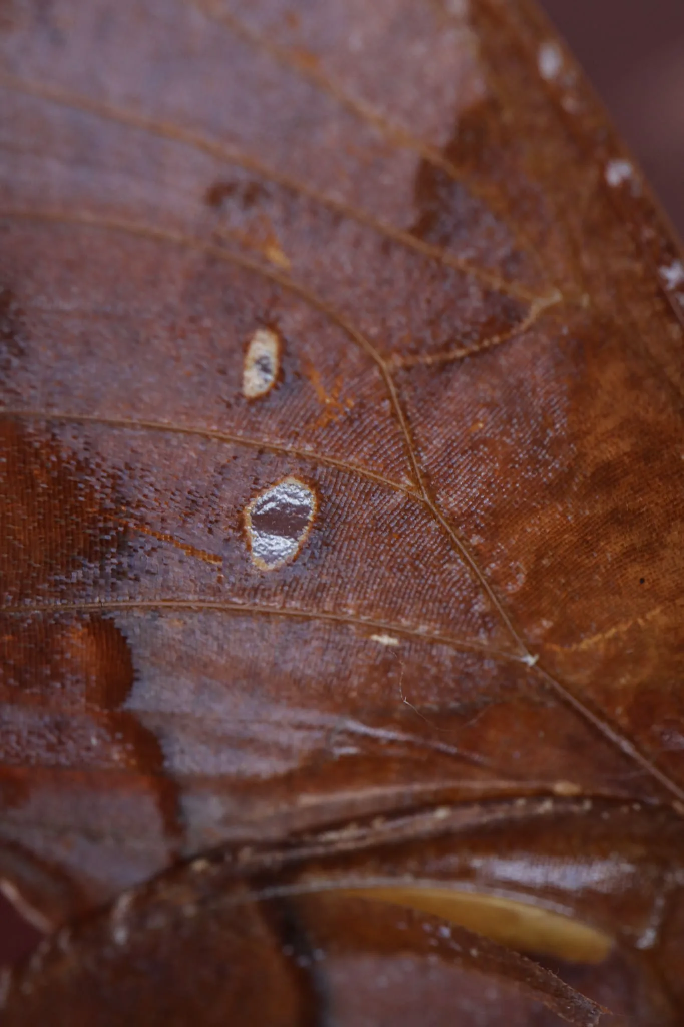 Papillon Zaretis syene sous globe en verre avec socle en bois – Image 13