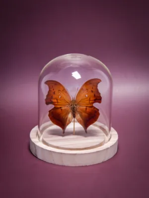 Papillon Zaretis syene sous globe en verre avec socle en bois