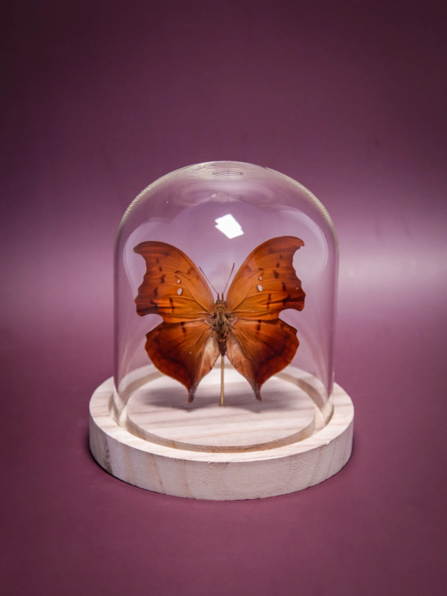 Papillon Zaretis syene sous globe en verre avec socle en bois