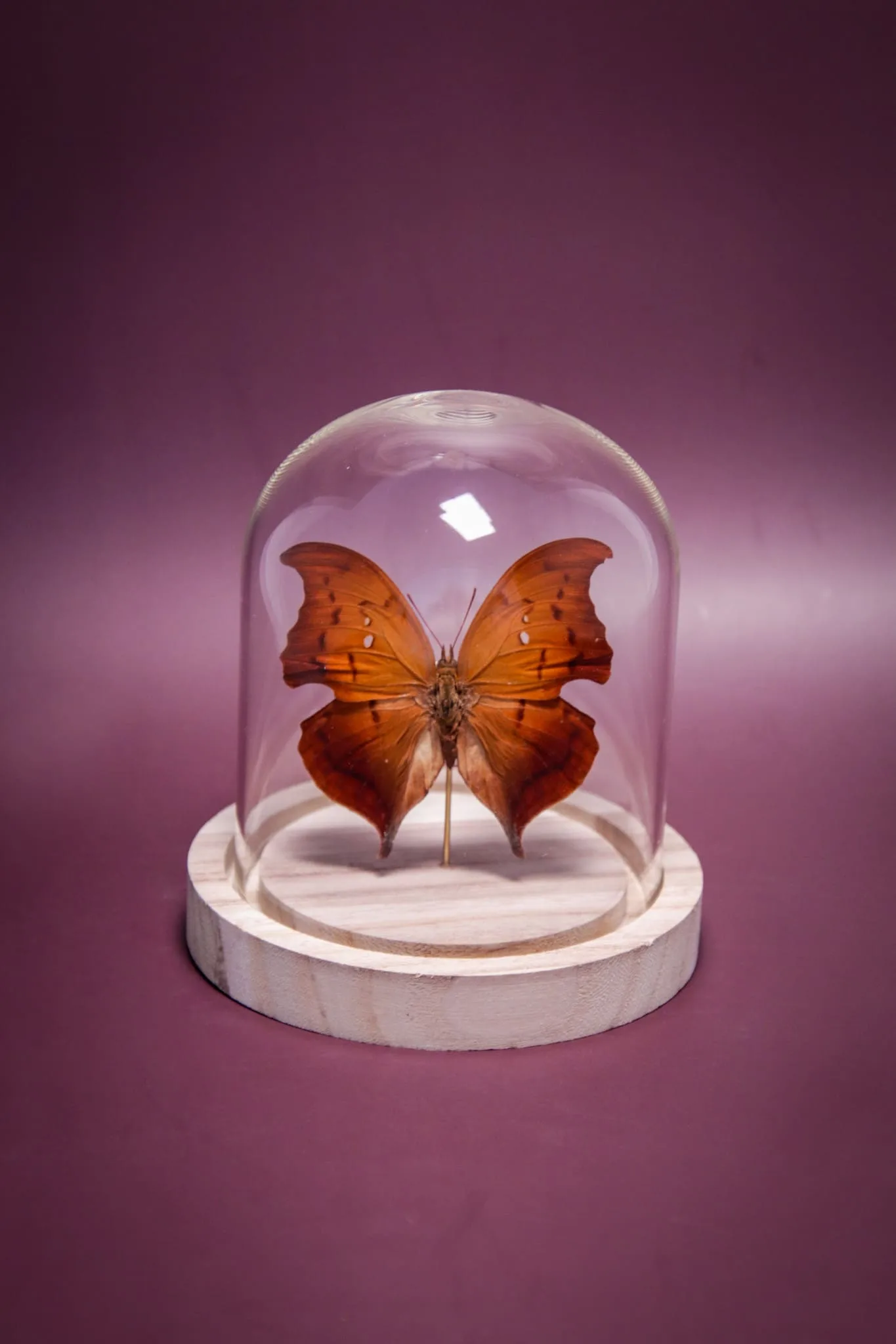 Papillon Zaretis syene sous globe en verre avec socle en bois – Image 14