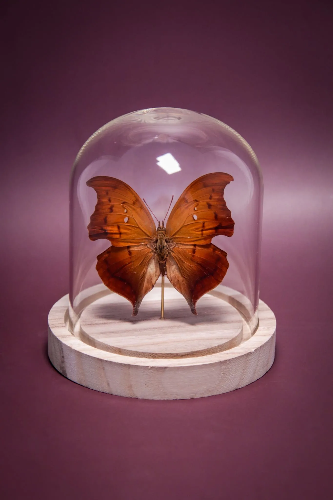 Papillon Zaretis syene sous globe en verre avec socle en bois – Image 15