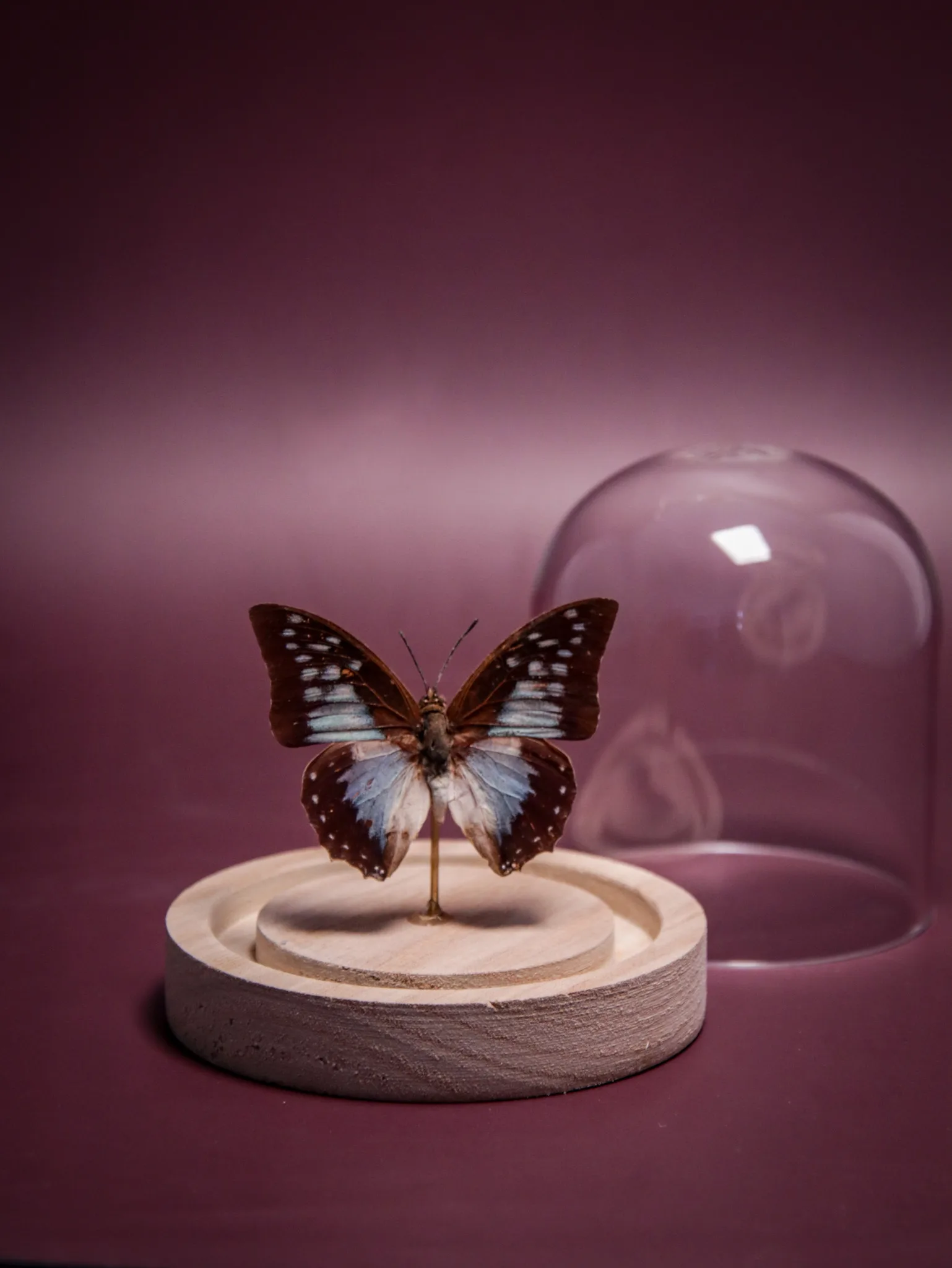 Papillon Charaxes pythodoris sous globe en verre – Image 8
