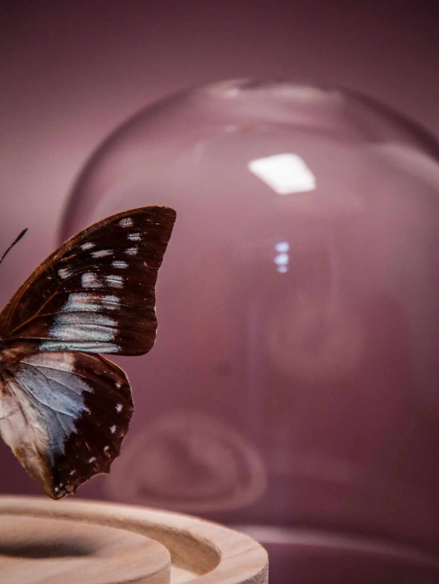 Papillon Charaxes pythodoris sous globe en verre – Image 7
